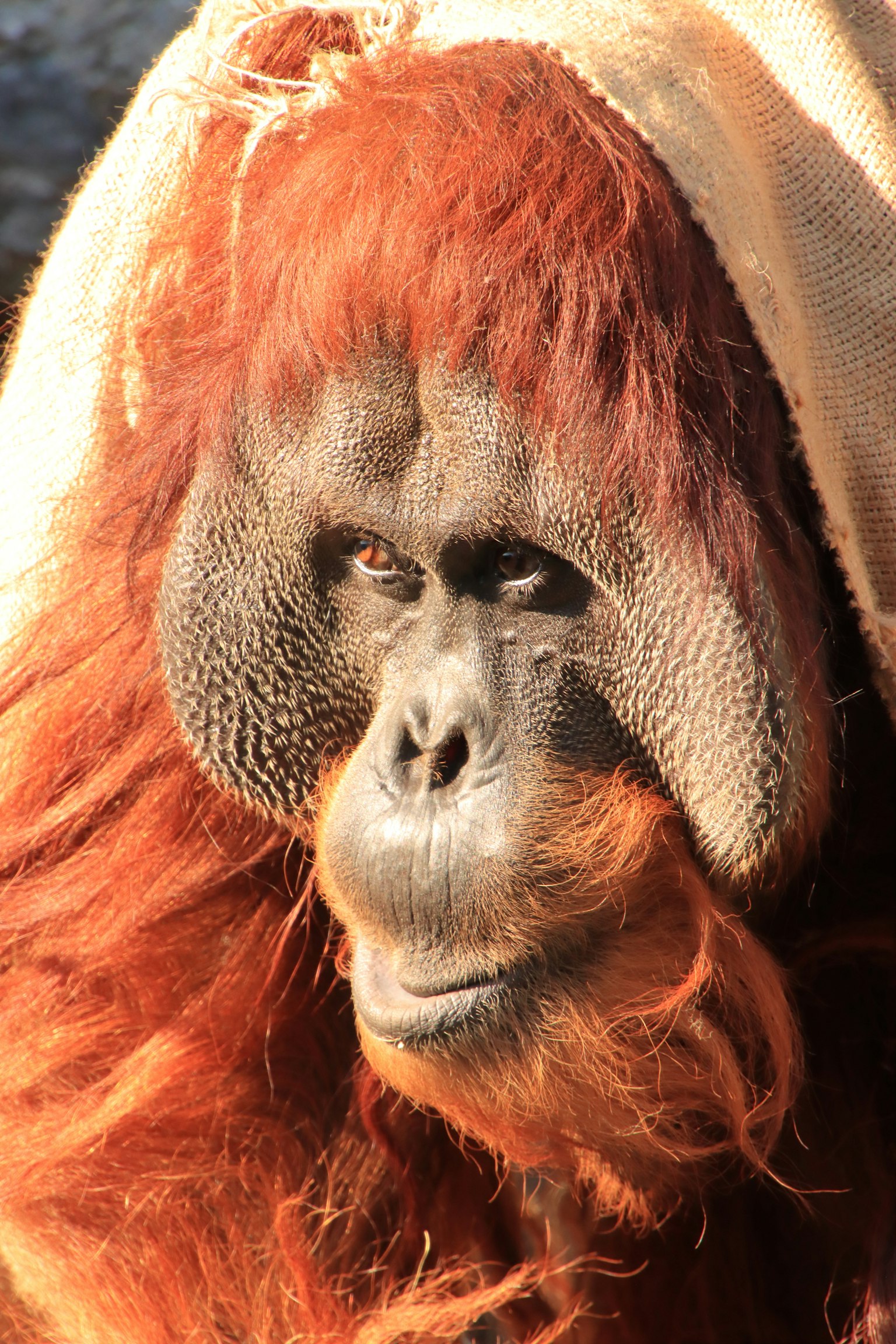 Close-up wajah orangutan menampilkan bulu merah dan kerutan wajah yang khas
