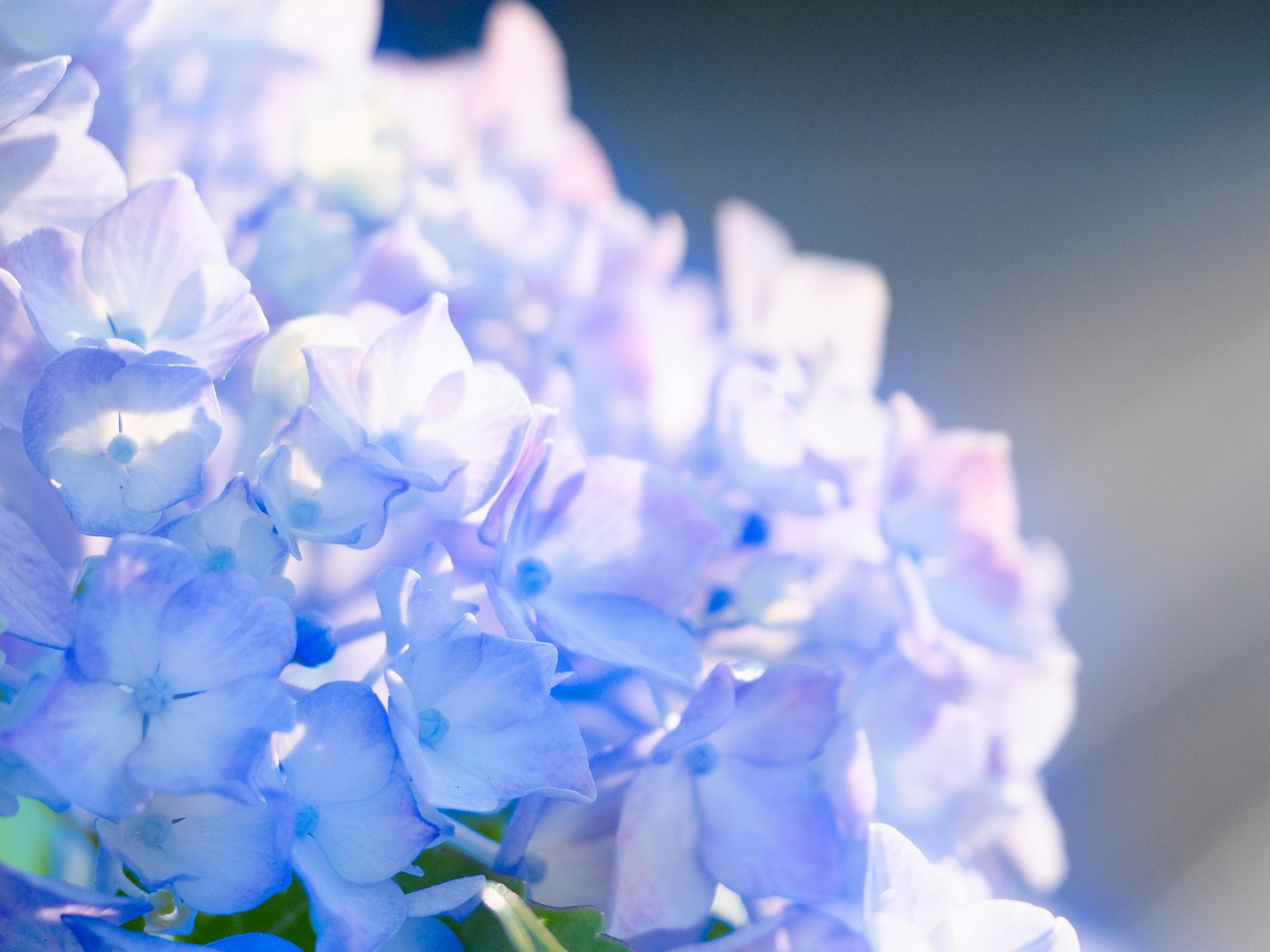 ภาพระยะใกล้ของไฮเดรนเยียที่มีกลีบดอกสีฟ้าอ่อน