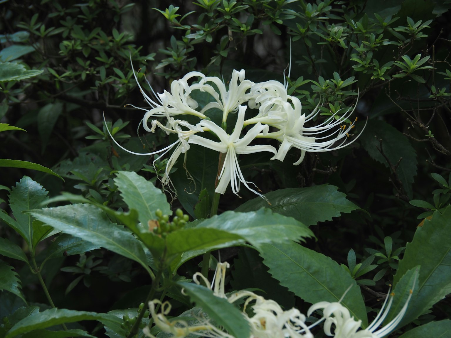 Un fiore bianco circondato da foglie verdi