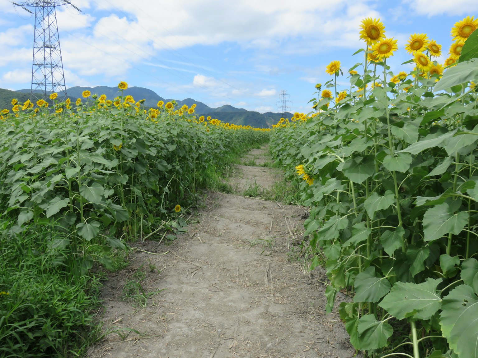 Weg umgeben von Sonnenblumen unter einem blauen Himmel