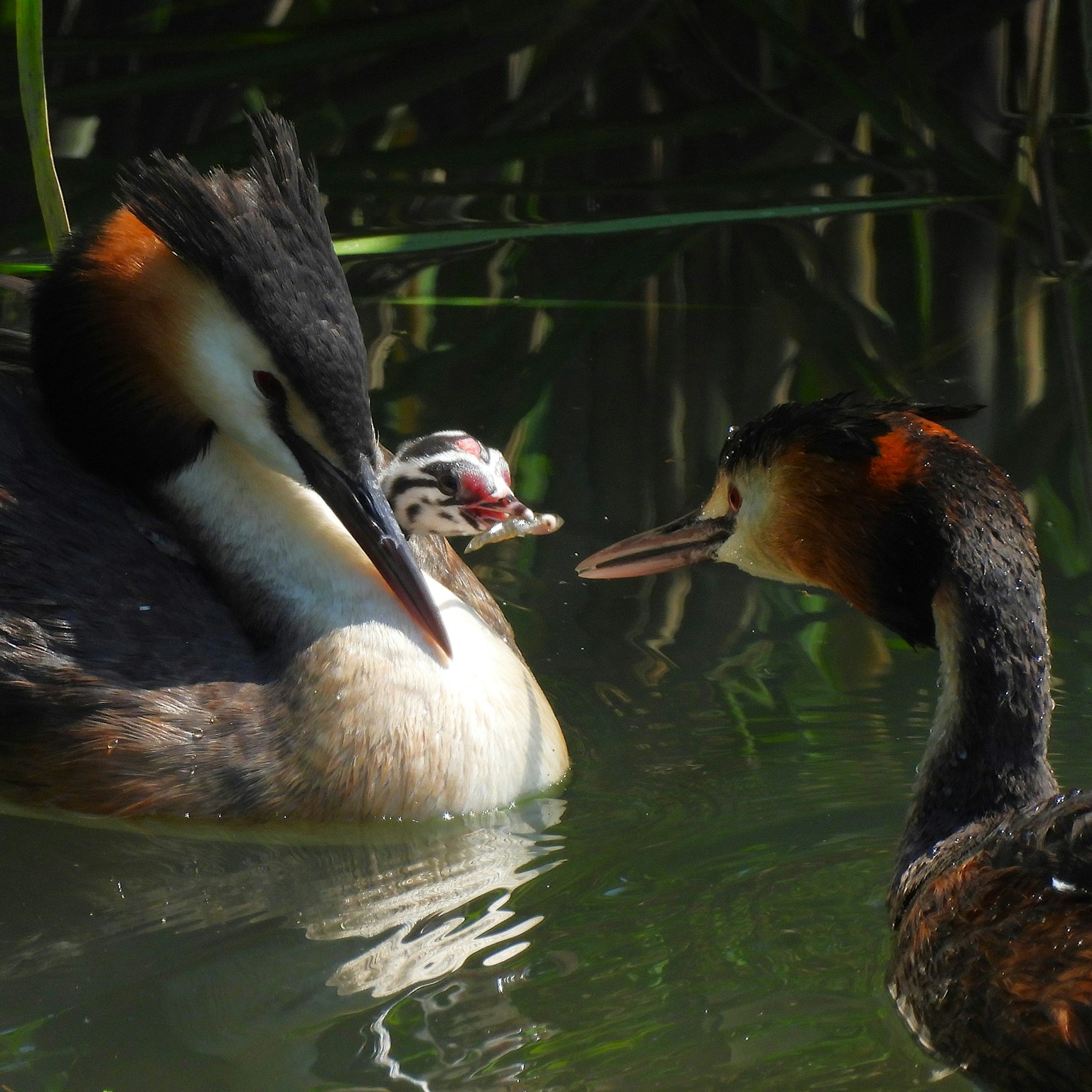 ภาพของครอบครัวนกน้ำที่ลอยอยู่บนผิวน้ำ