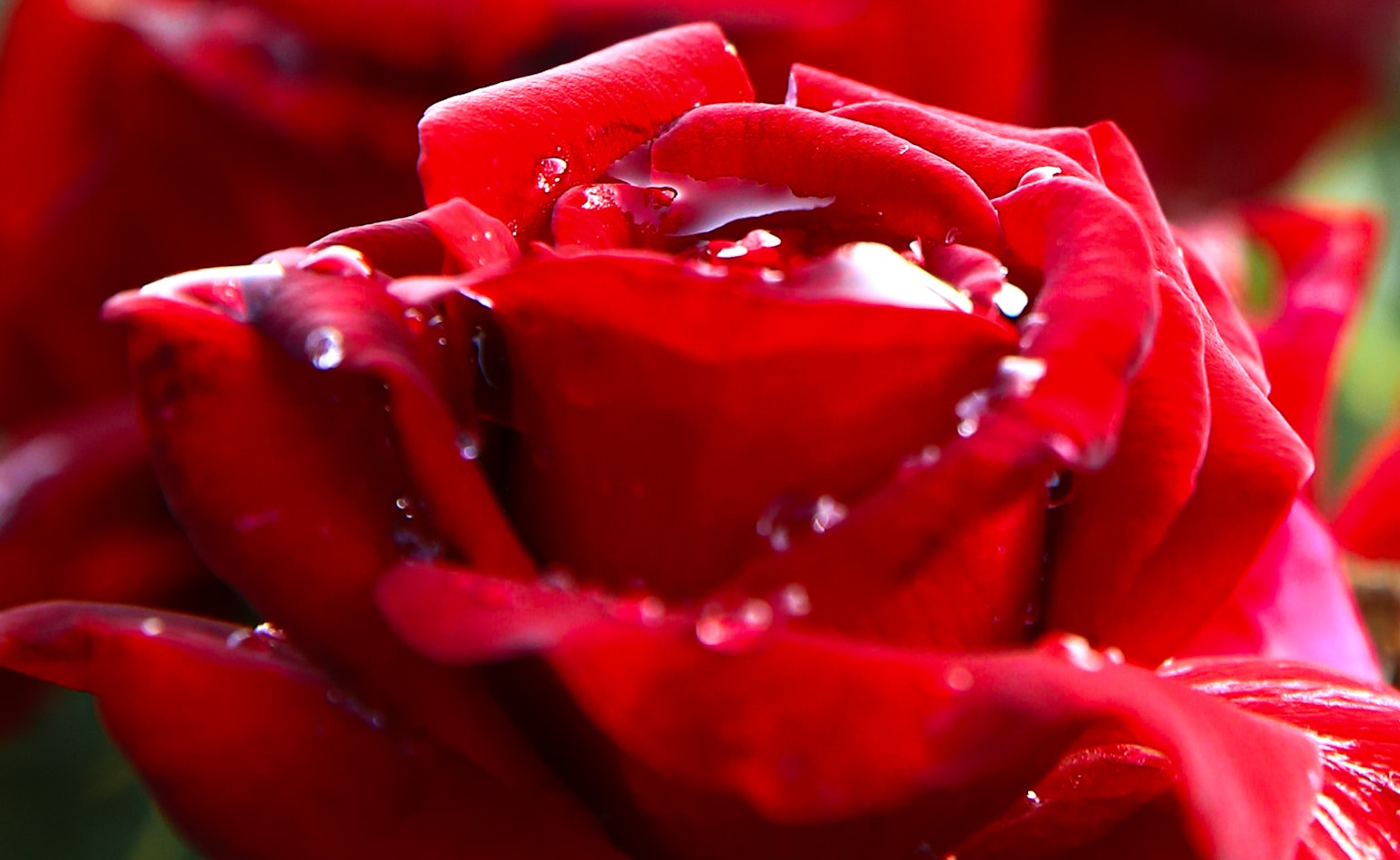 Close-up of a vibrant red rose with water droplets