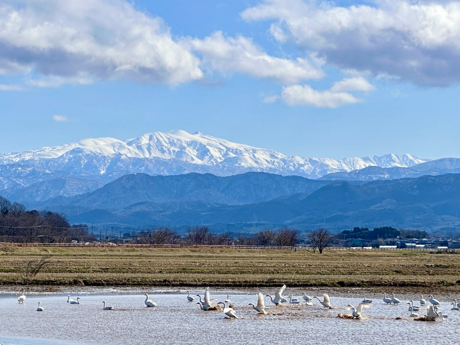 Schneebedeckte Berge mit Schwänen am Wasser