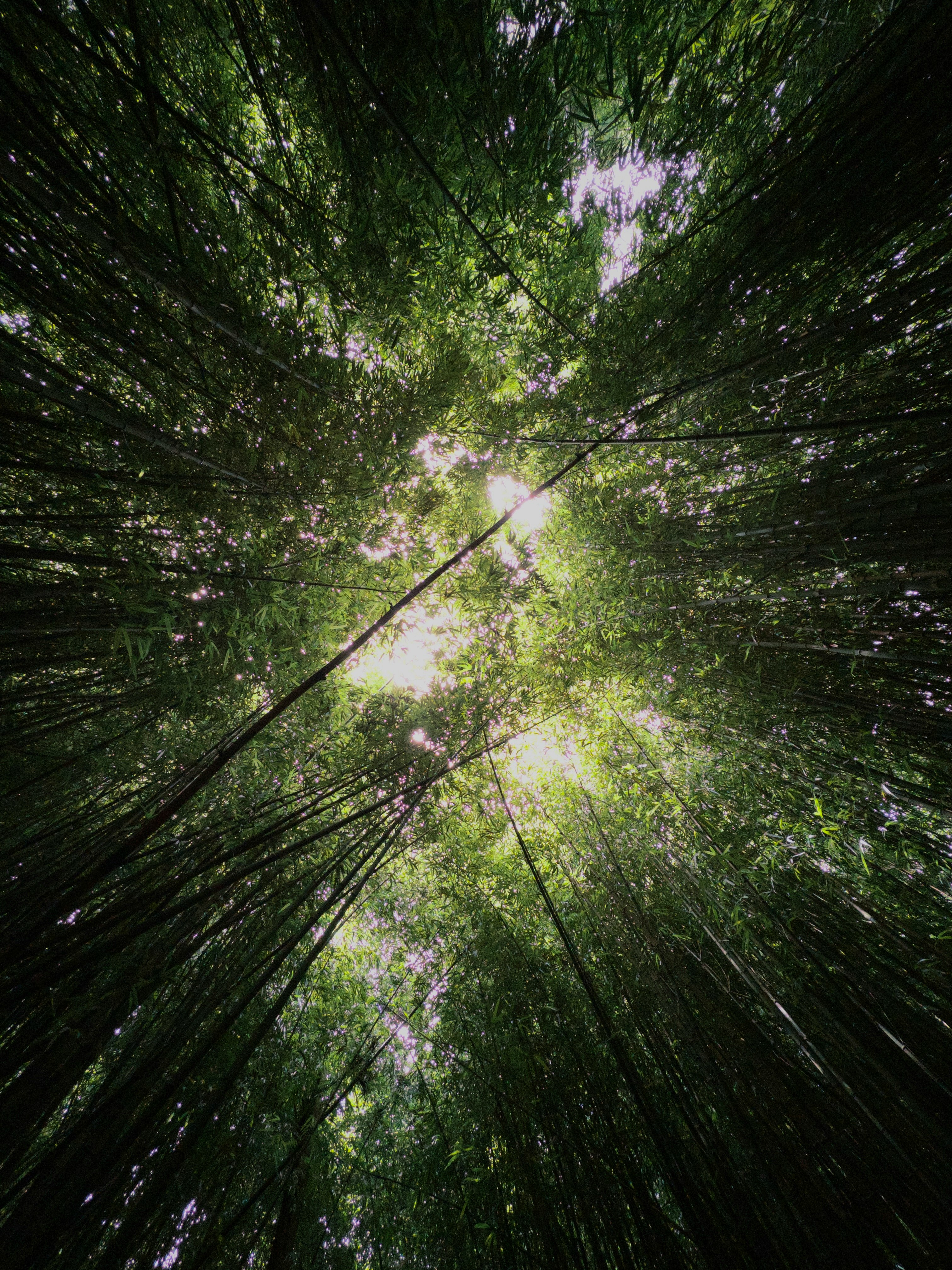 木々の枝葉が天へ伸びる森の見上げ風景
