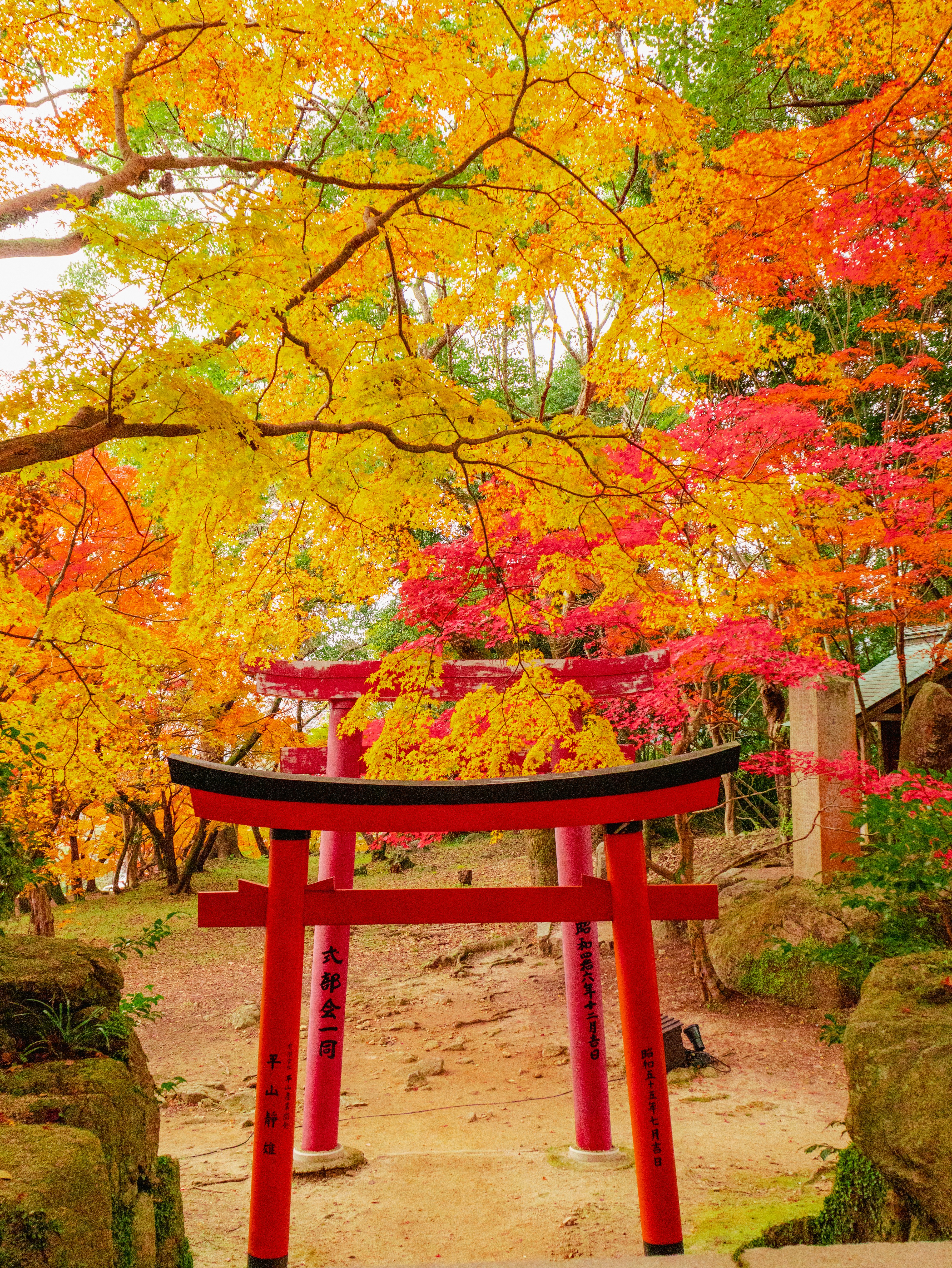 Herbstlaub mit roten Blättern und ein rotes Torii am Weg