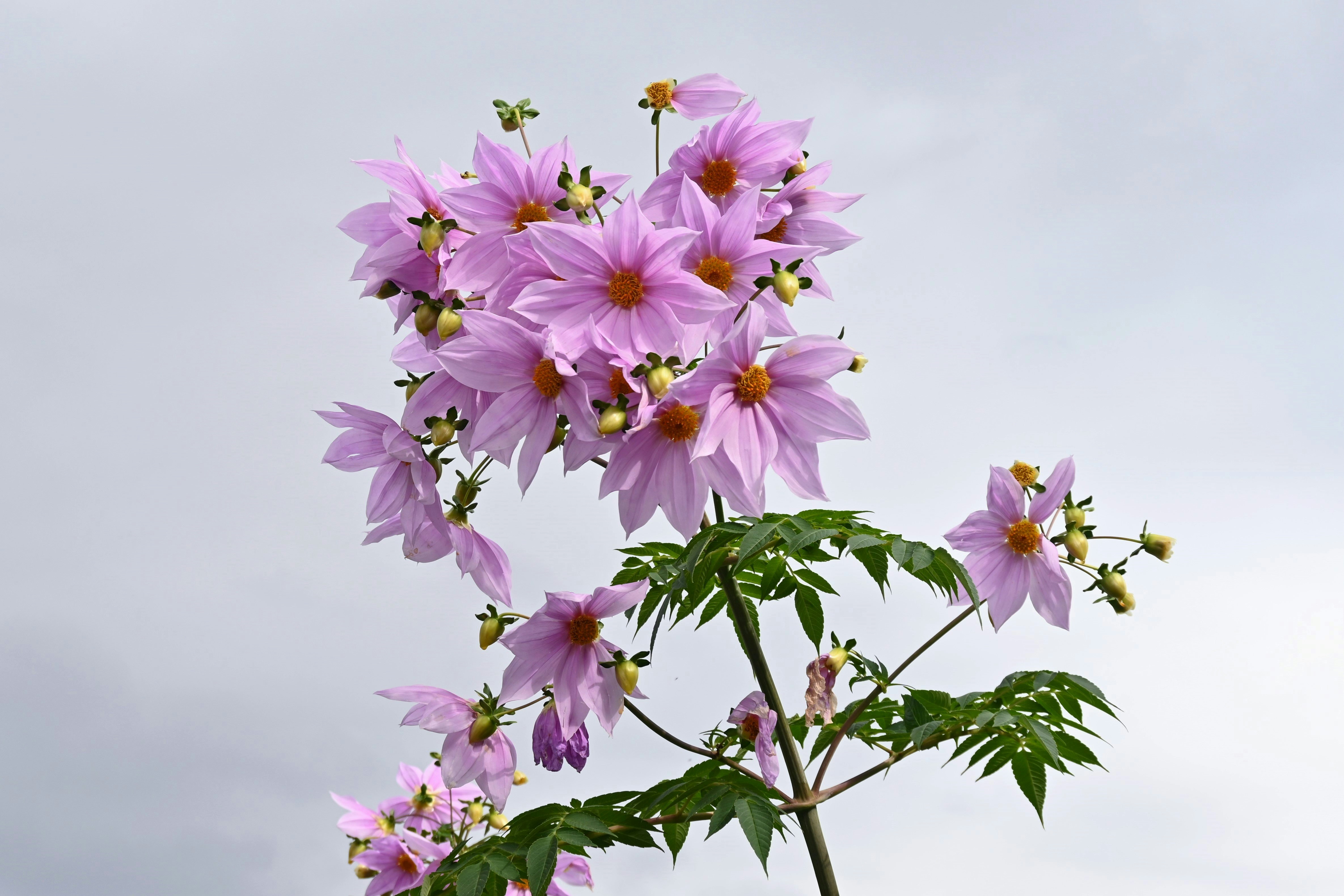 薄紫のコスモスの花束のような枝先