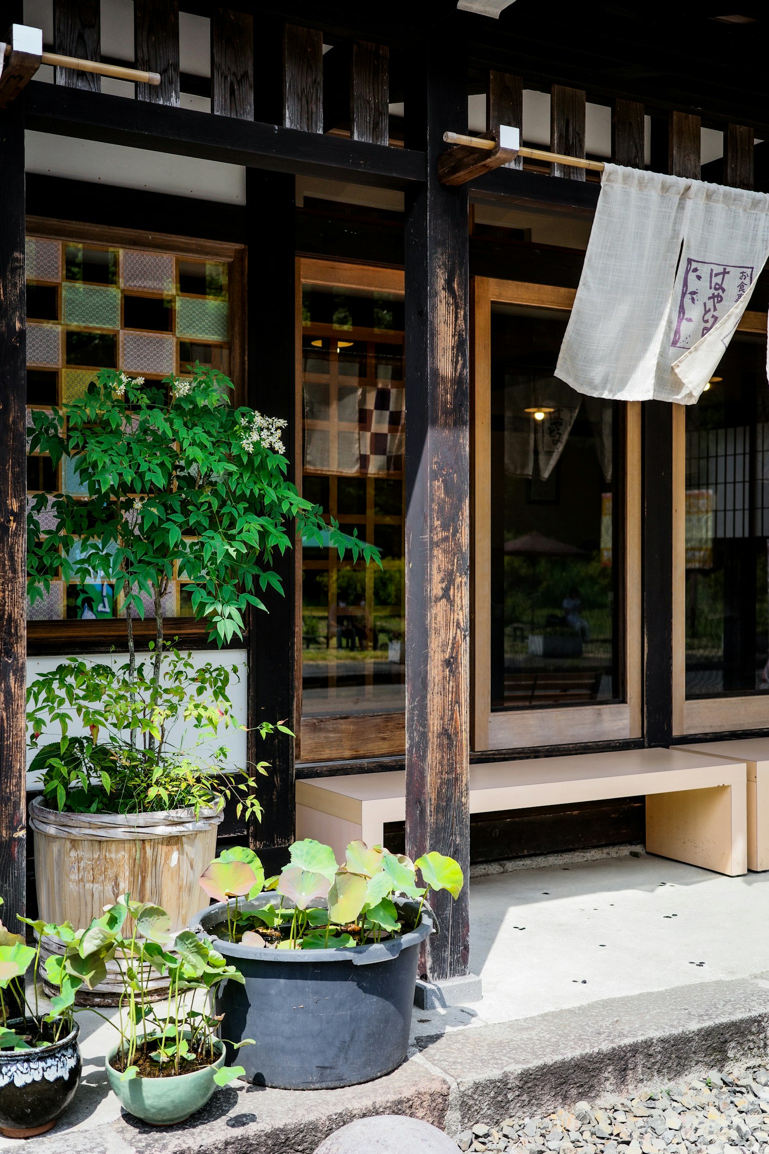 传统日本房屋入口，带盆栽植物和窗帘