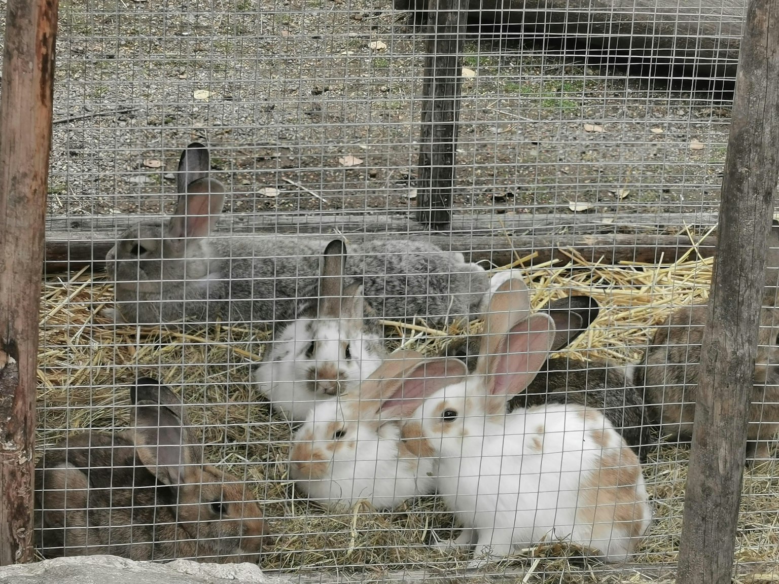 A group of small rabbits gathered on golden straw visible through a metal fence