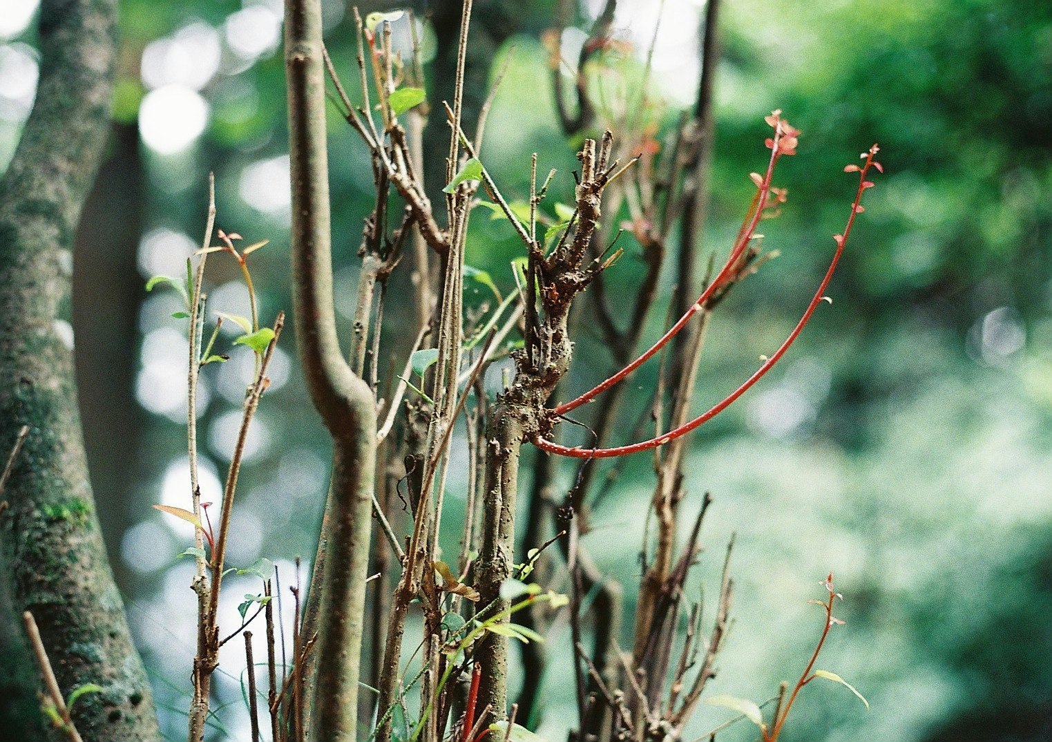 forest scene with budding tree branches