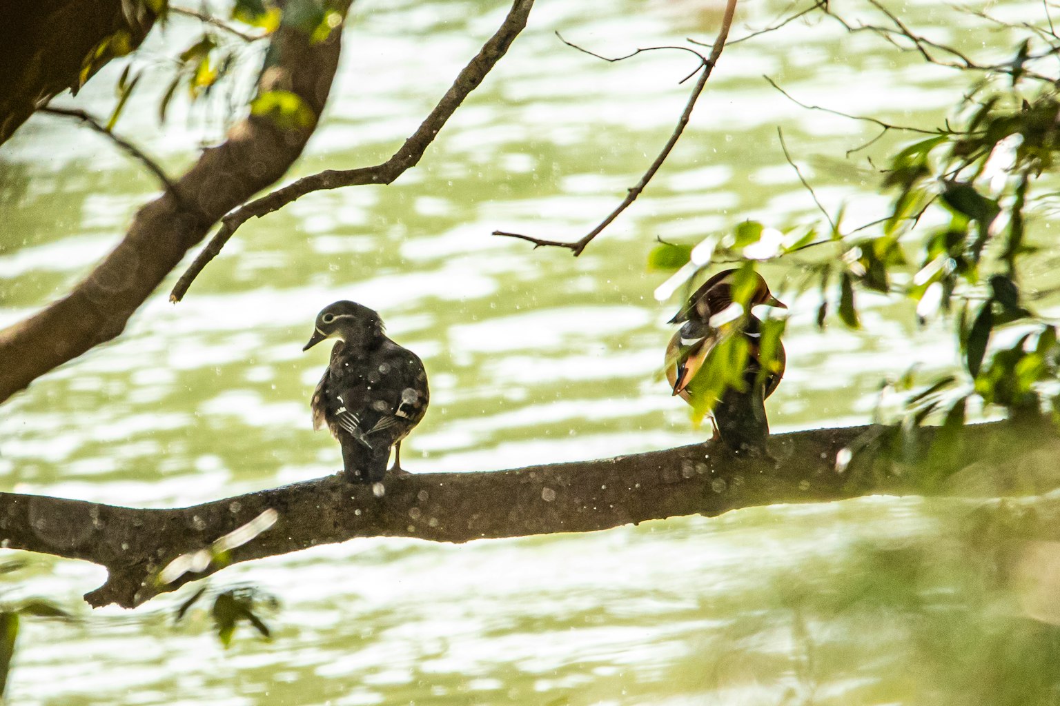 兩隻鳥栖息在水面上的樹枝上