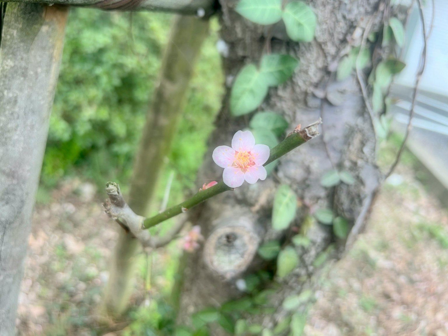 树干附近的树枝上的粉色樱花