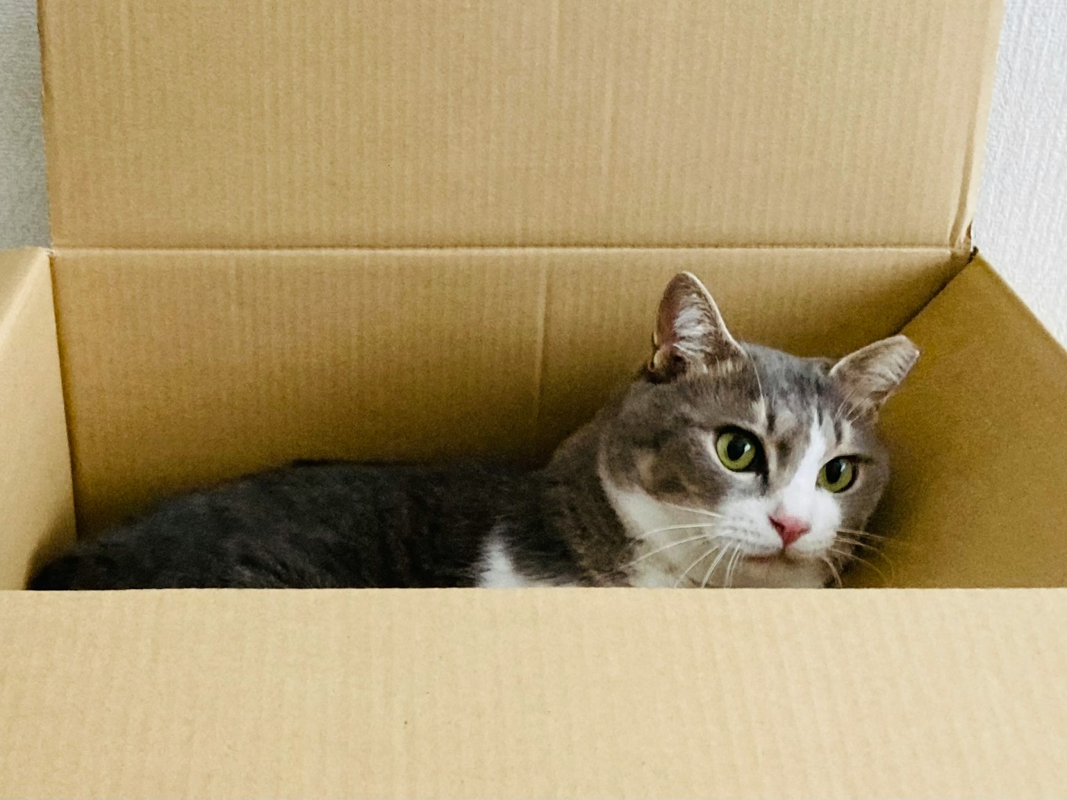 Chat gris assis dans une boîte en carton