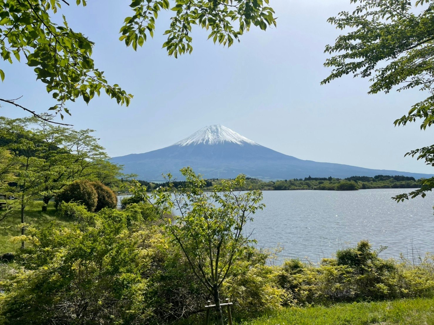 緑の木々の間から富士山と湖を望む景色