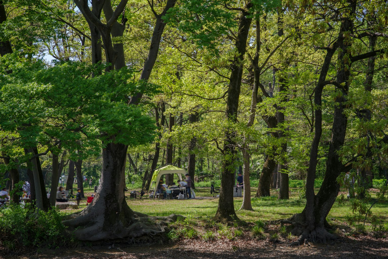 Scena di parco circondata da alberi verdi lussureggianti