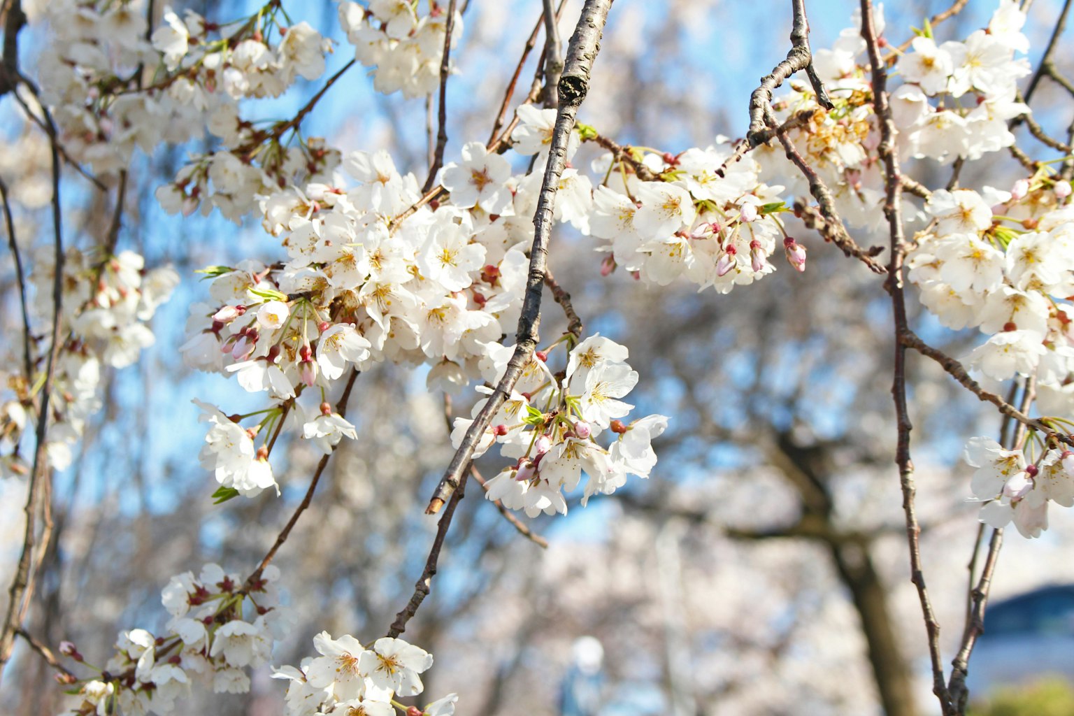 Flores de cerezo blancas contra un cielo azul