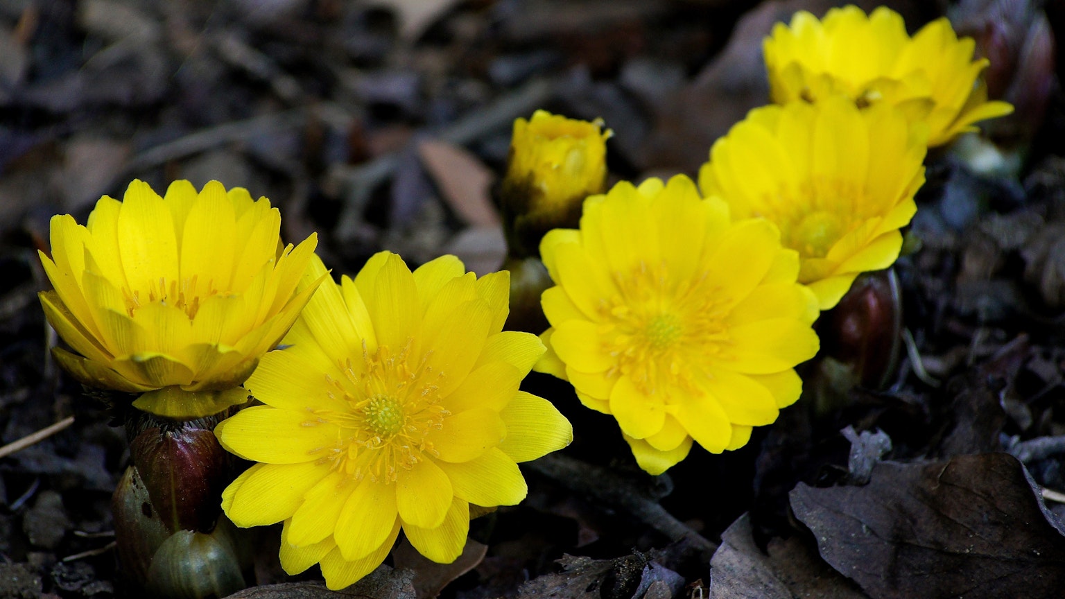Haufen leuchtend gelber Blumen, die auf dunklem Boden blühen
