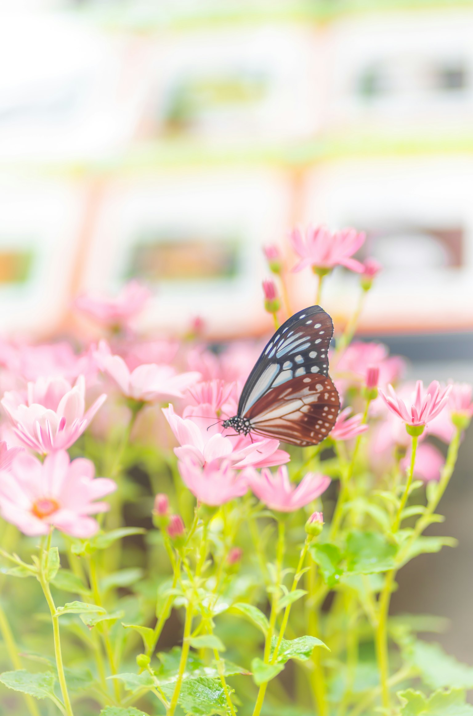 Un beau papillon posé sur des fleurs roses dans une image floue