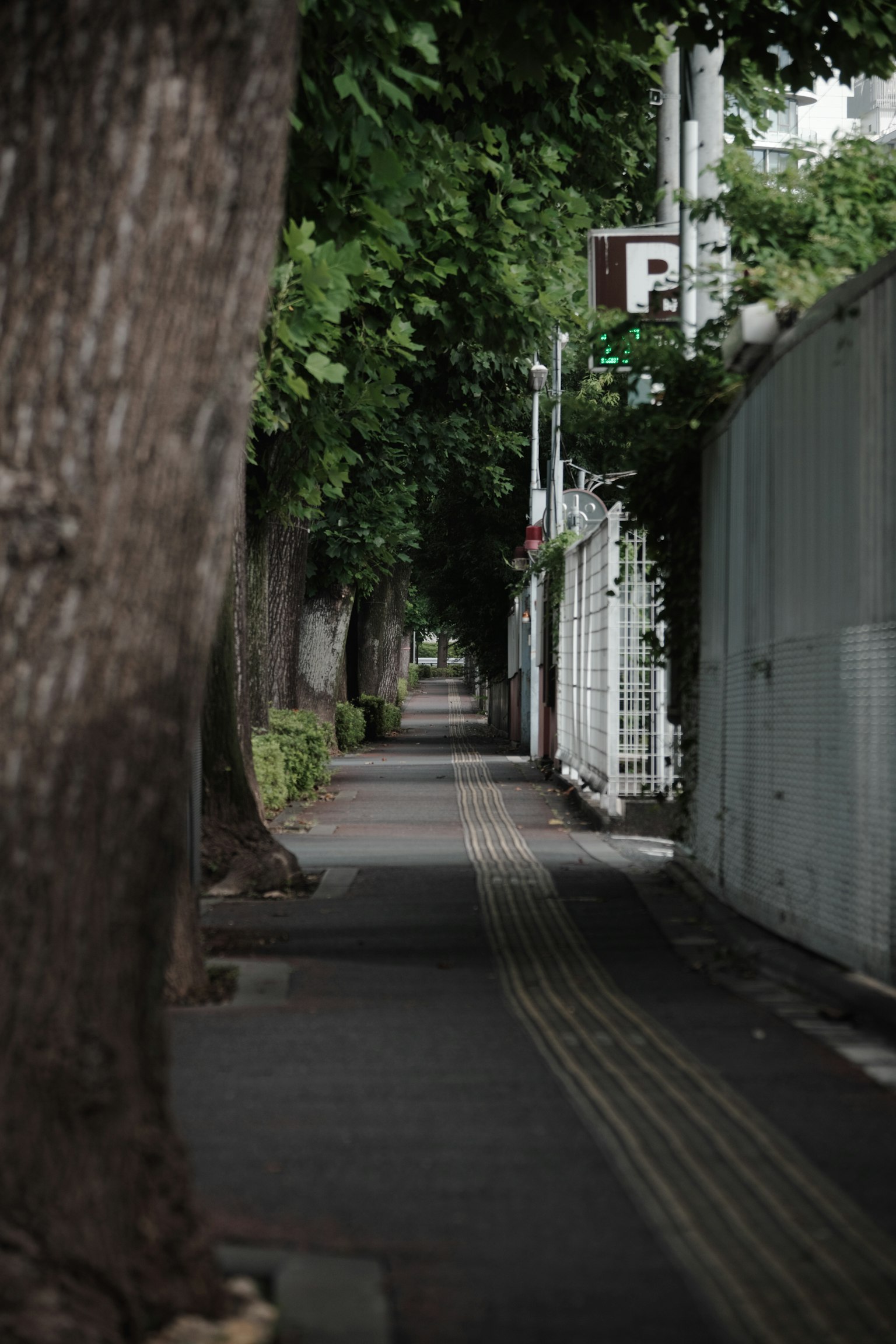 Escena de calle tranquila rodeada de árboles verdes