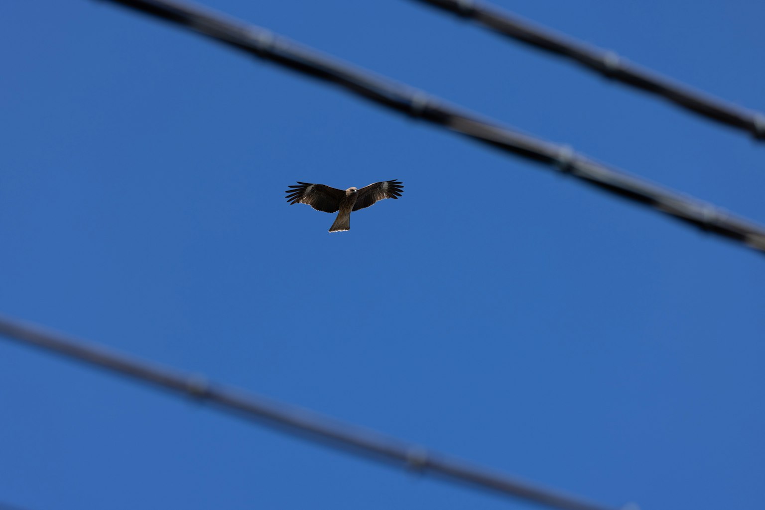 Burung terbang di latar belakang langit biru cerah dengan kabel listrik