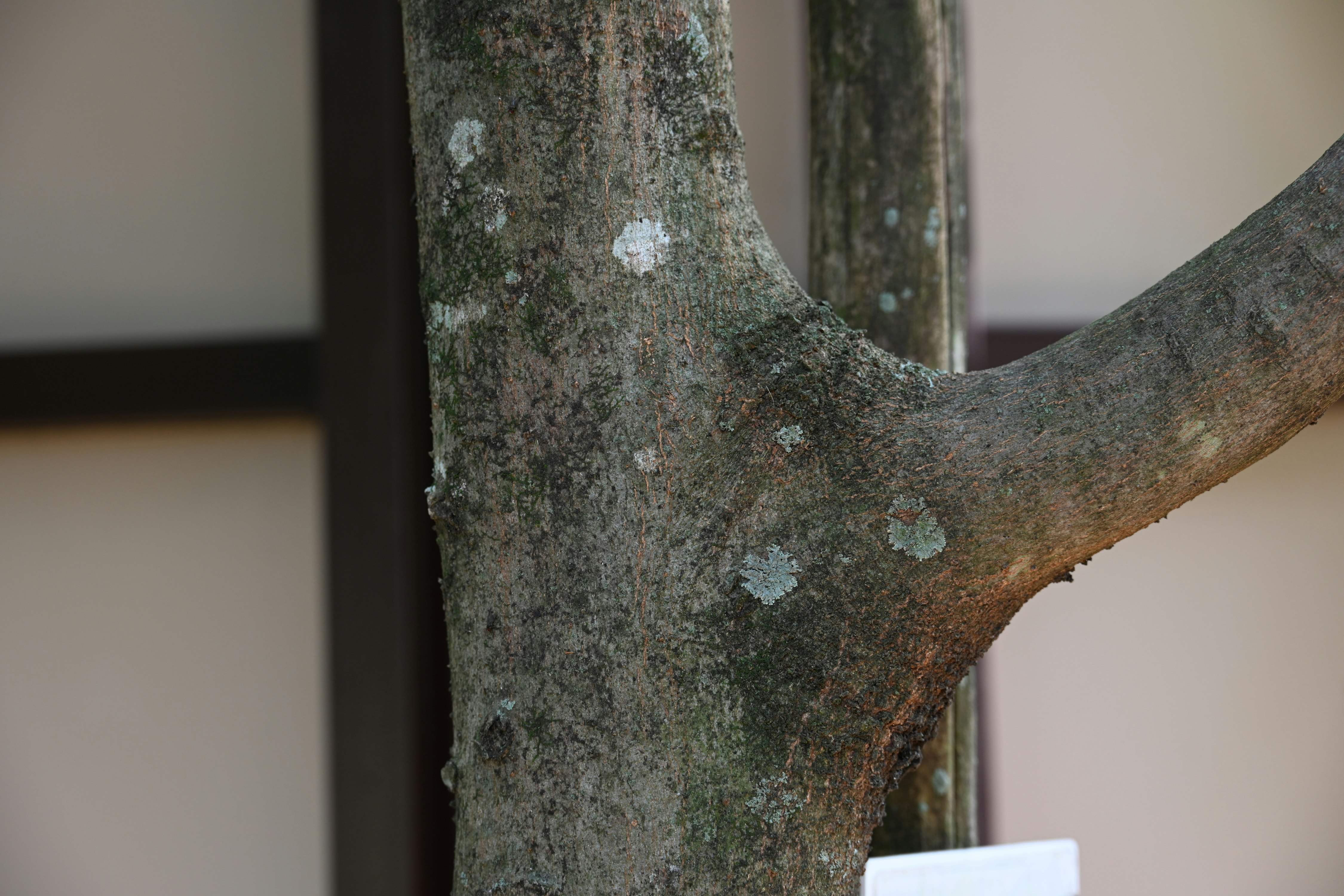 rusted curved metal support beam