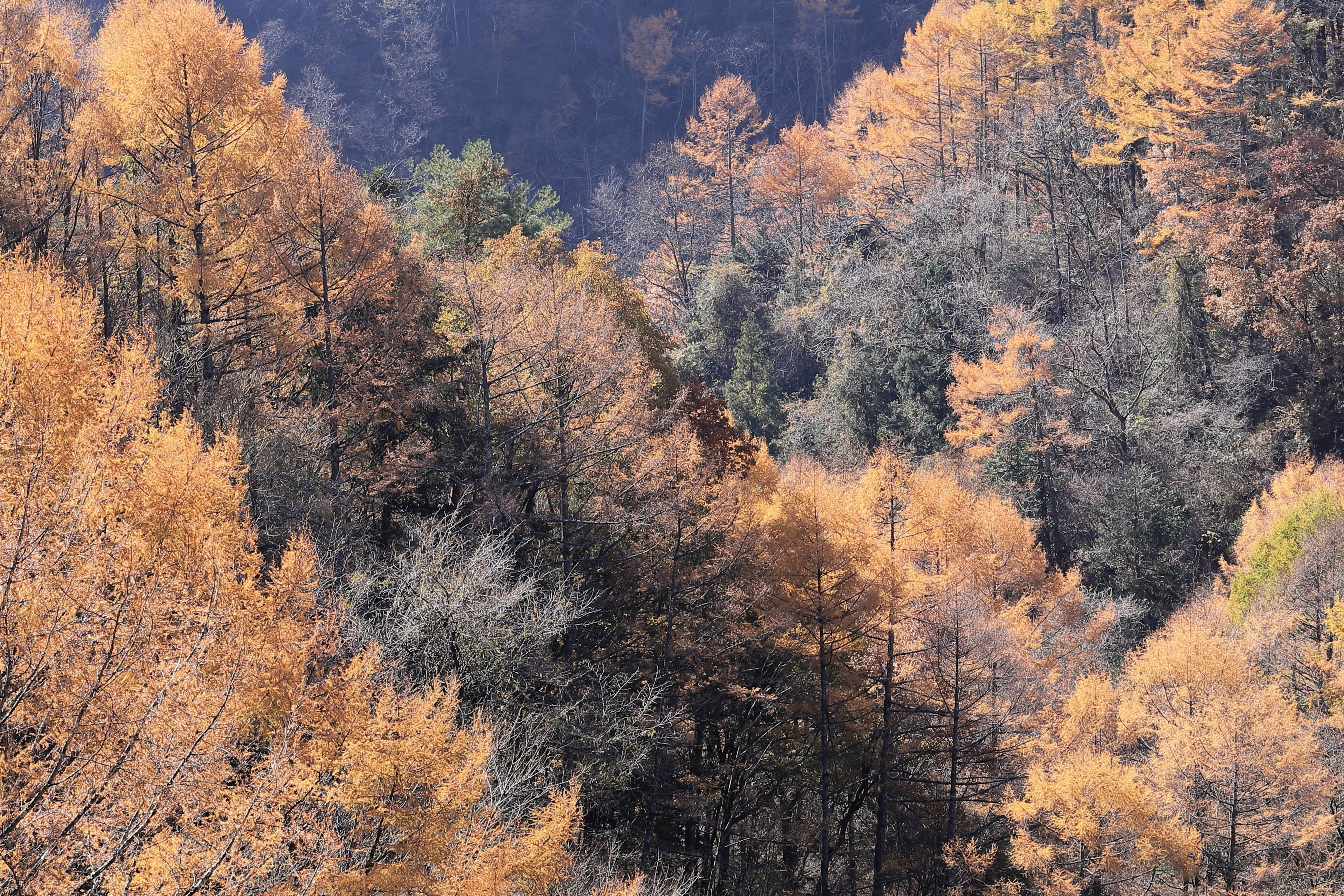 黄葉と針葉樹が重なる山の森の風景