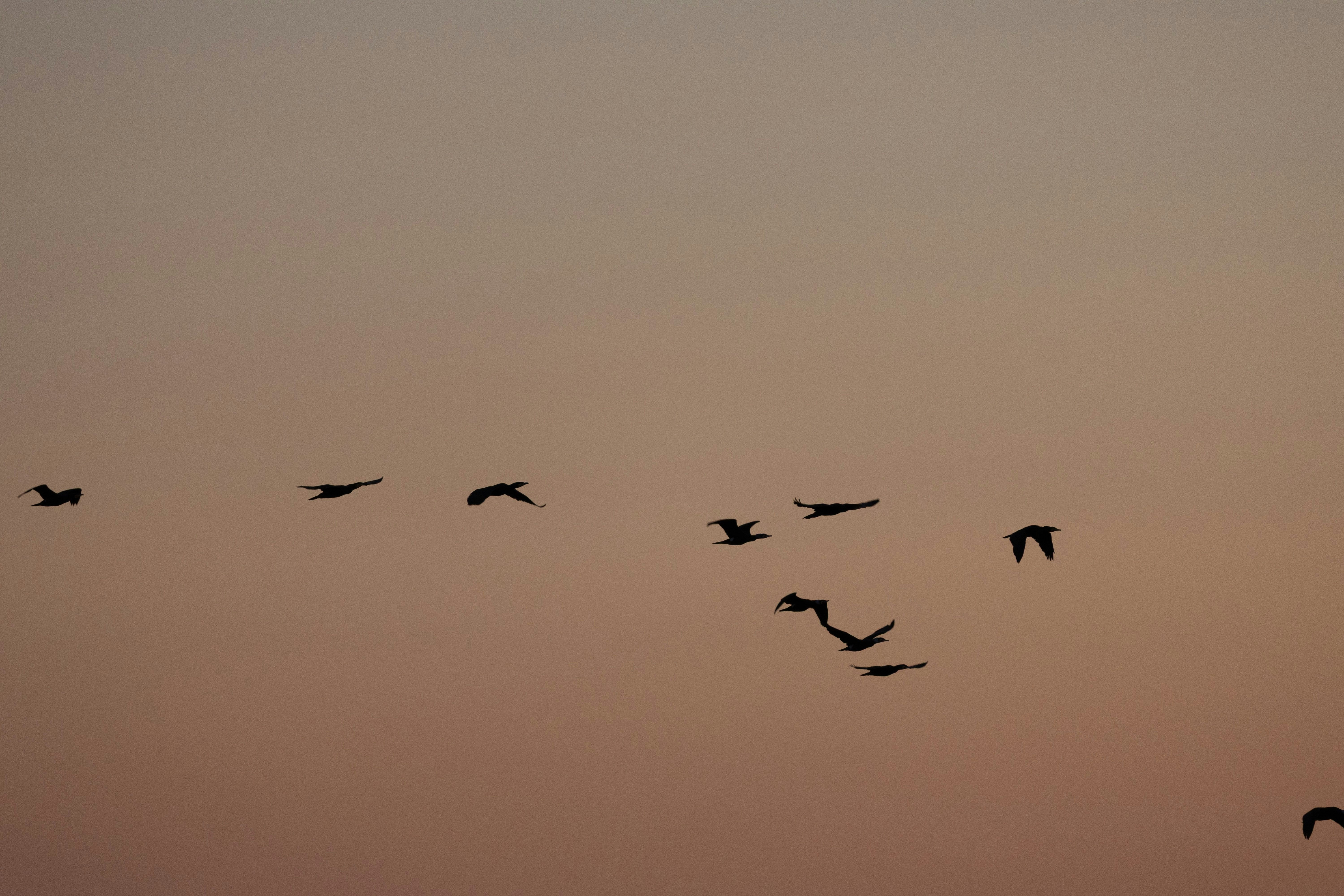 夕暮れの空を飛ぶ鳥の群れ