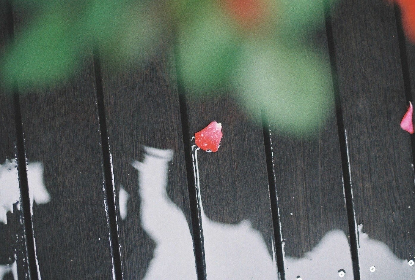 雨上がりの京都府立植物園の濡れた木製フェンスと花びら