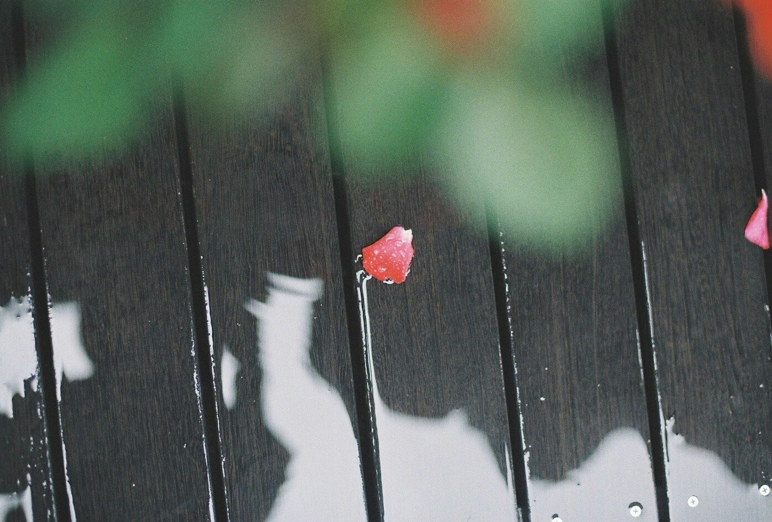 Rose petal on wet wooden floor after rain