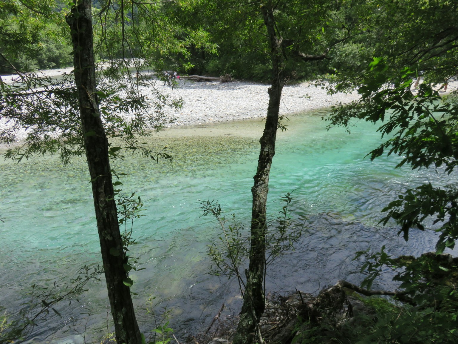 Vue pittoresque d'une rivière claire entourée d'arbres verts