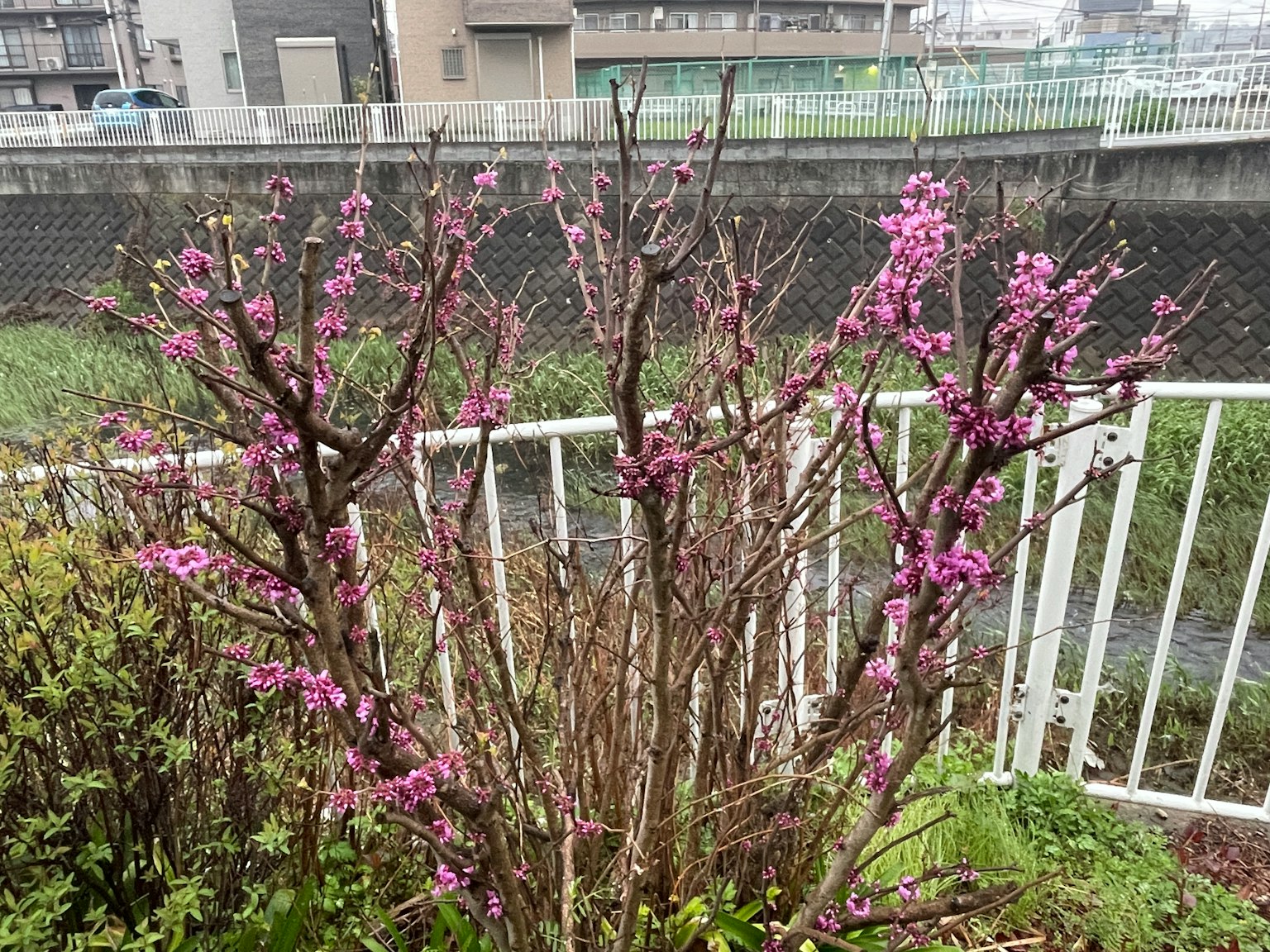 靠近水道的粉紅花灌木