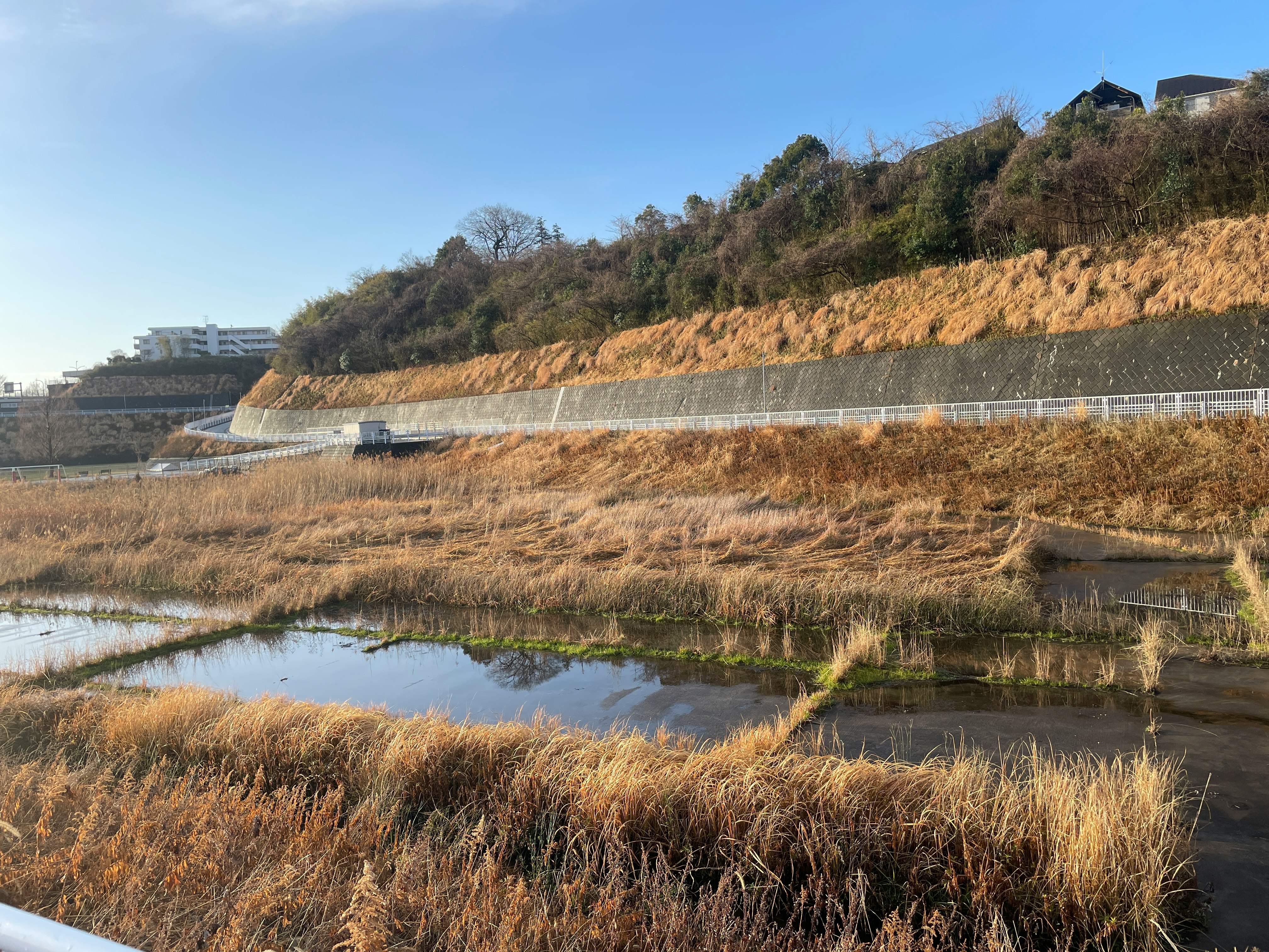 藍天下的草坡河岸與堤岸自然景觀