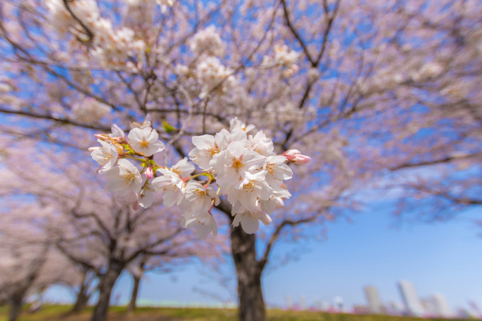 Pemandangan indah bunga sakura mekar di latar belakang langit biru dengan kelopak merah muda