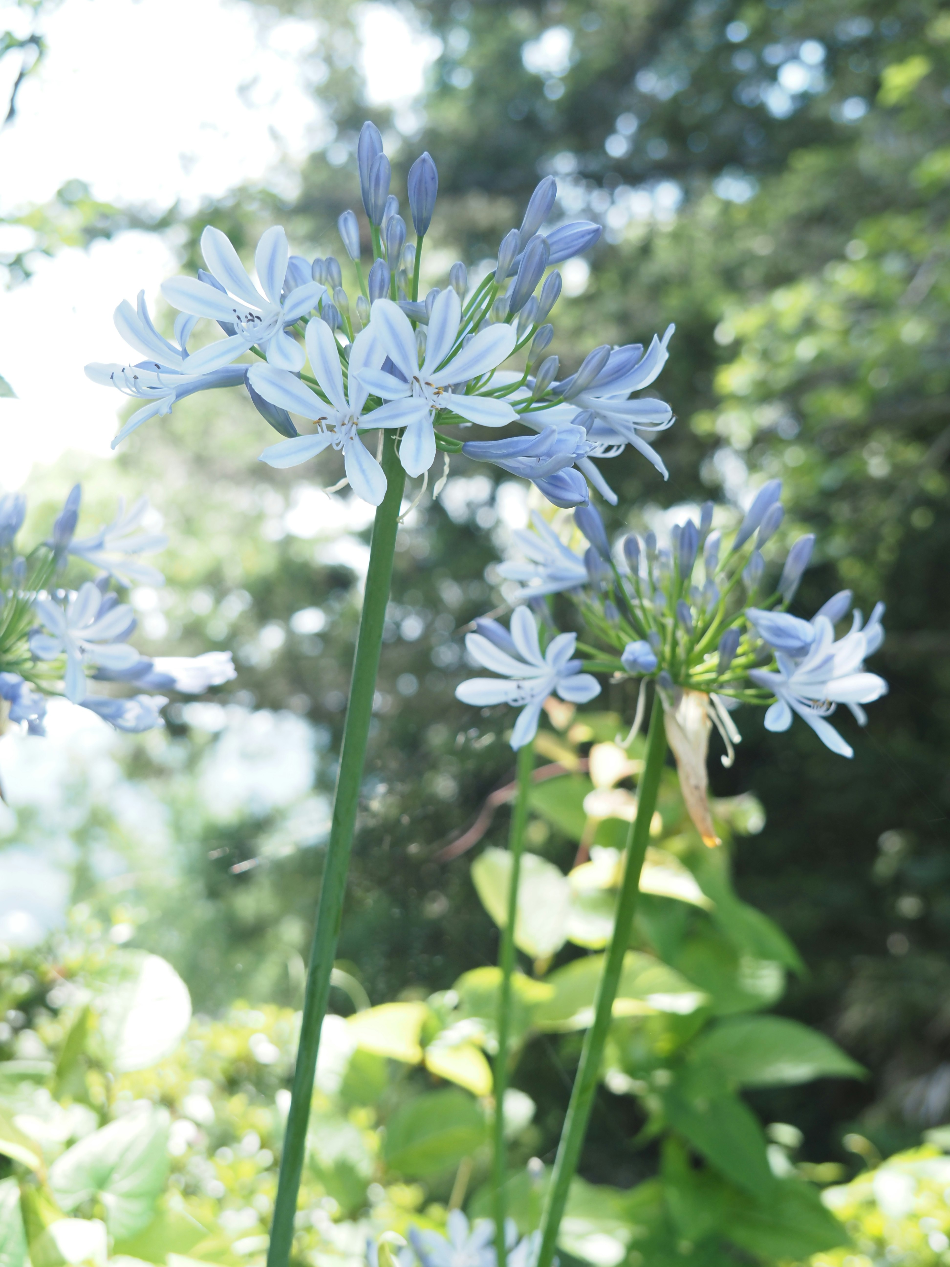 アガパンサスの花が咲く庭の草花