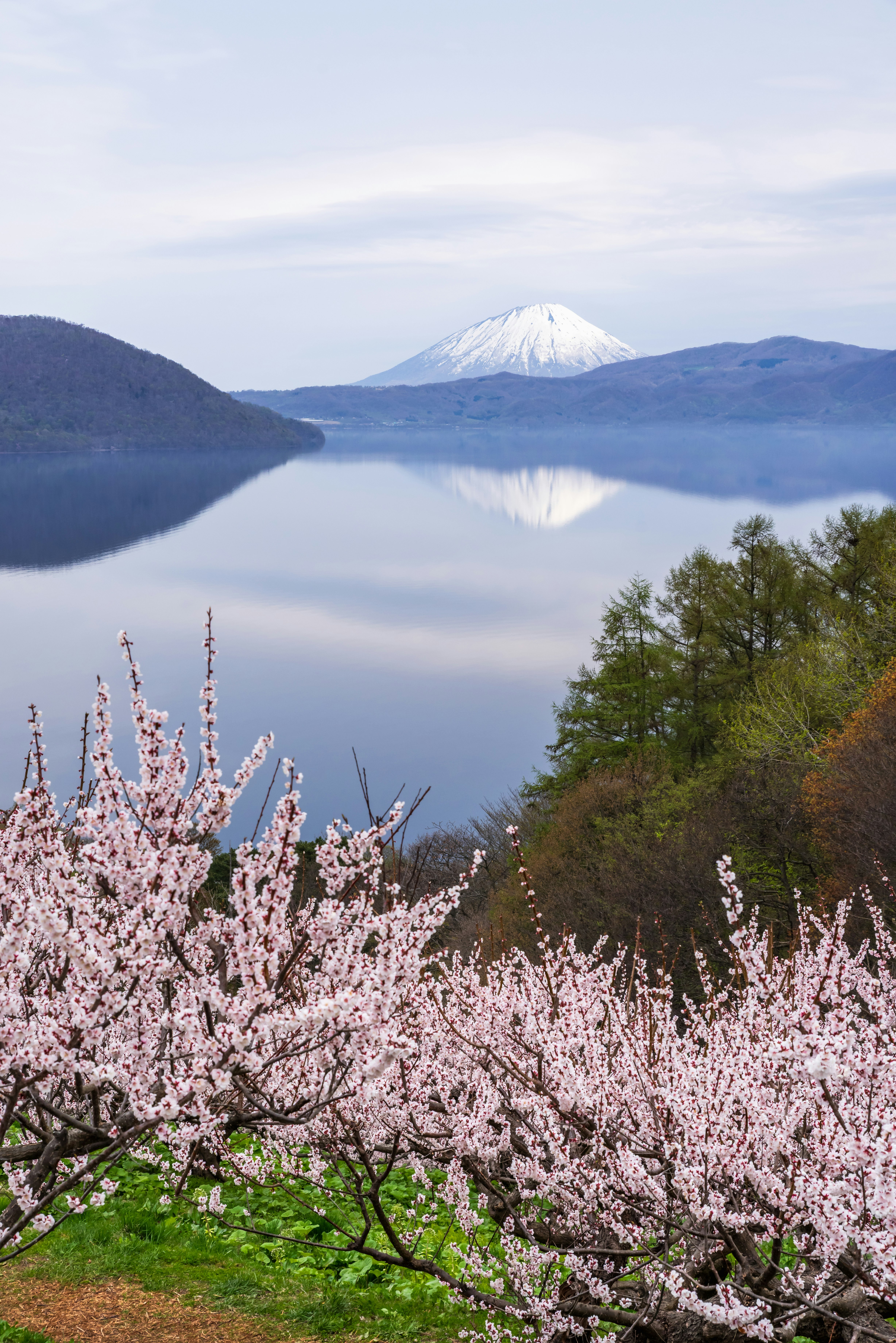美しい桜の花が咲く風景と雪をかぶった富士山が湖に映る