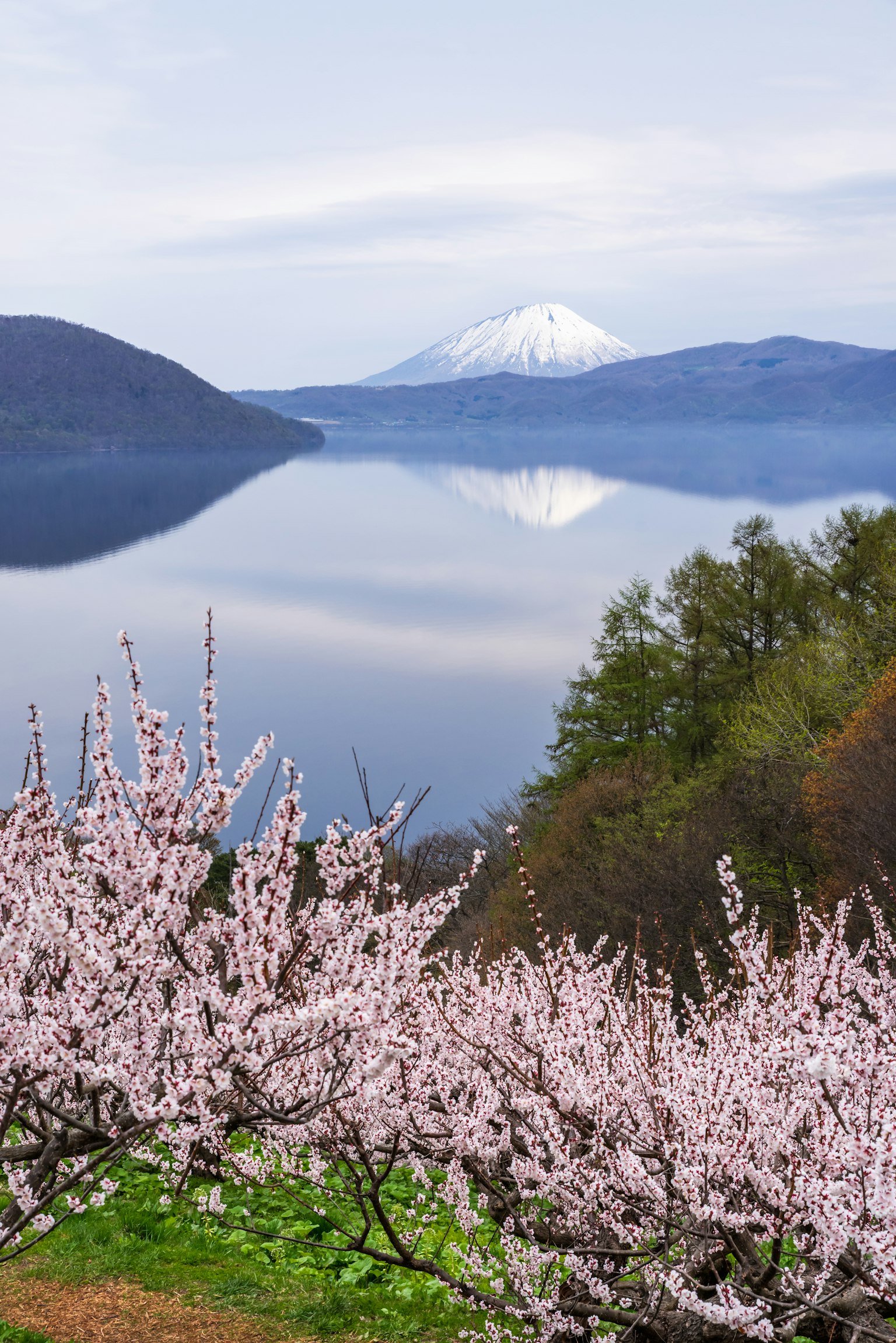 Vista panoramica di ciliegi in fiore con il monte Fuji riflesso nel lago
