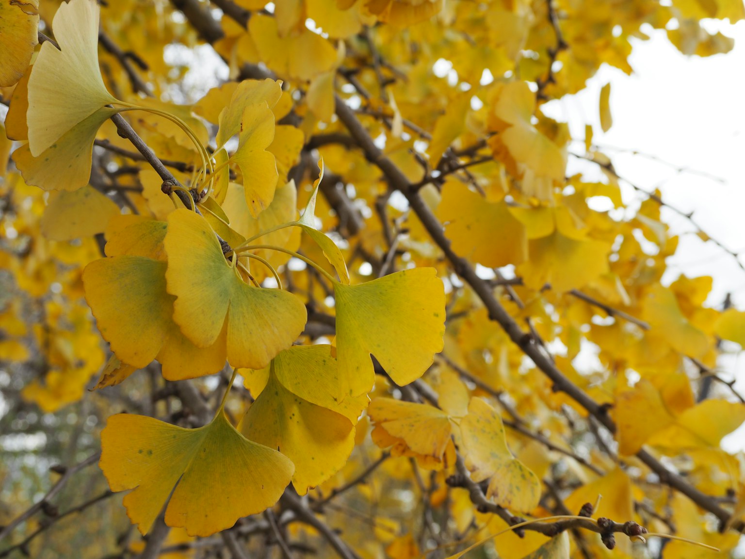 Cabang dengan daun ginkgo kuning cerah