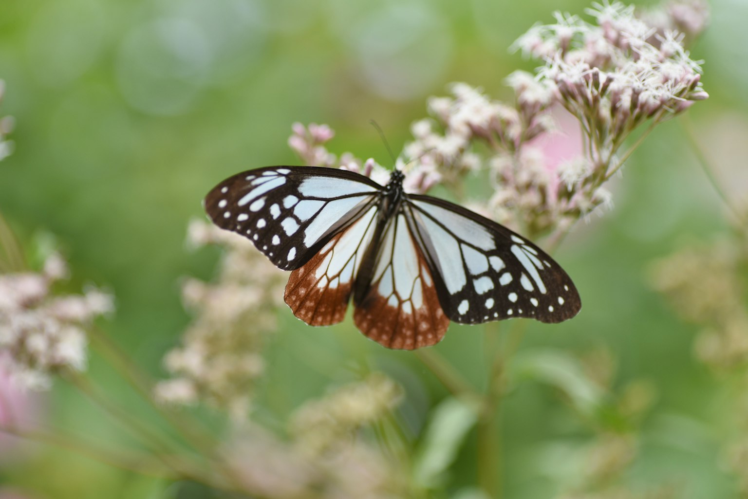 Una hermosa mariposa posada sobre flores