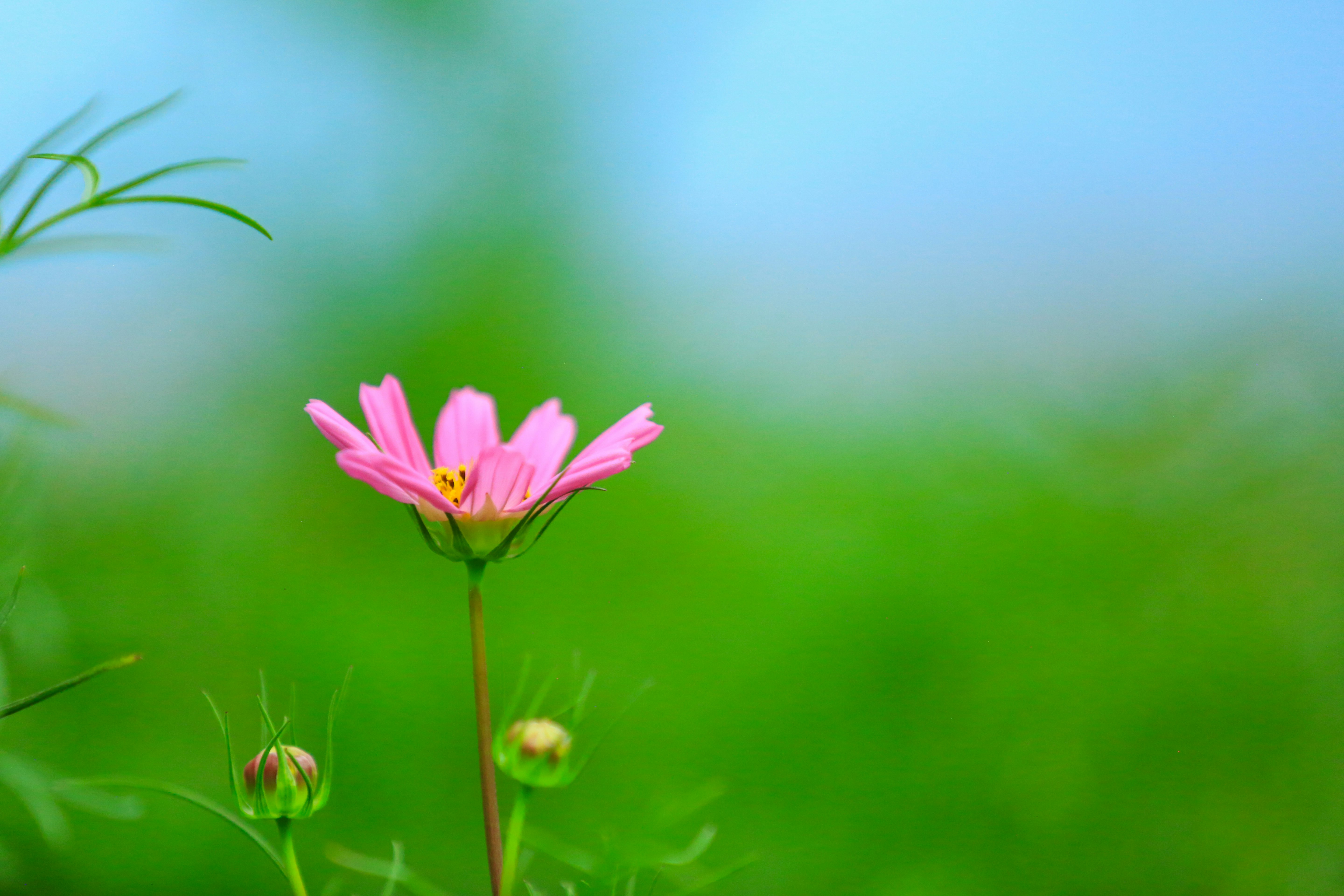fleur rose épanouie dans une prairie verte