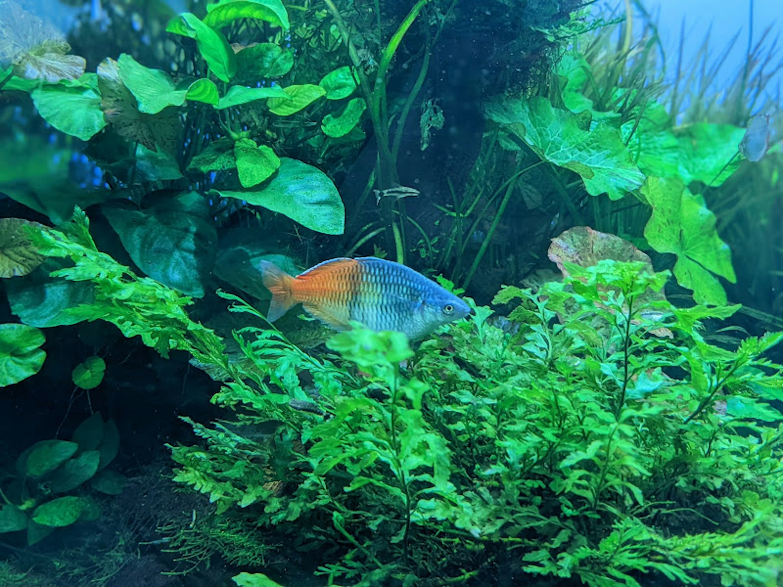 橙色魚隱藏在綠色水生植物中
