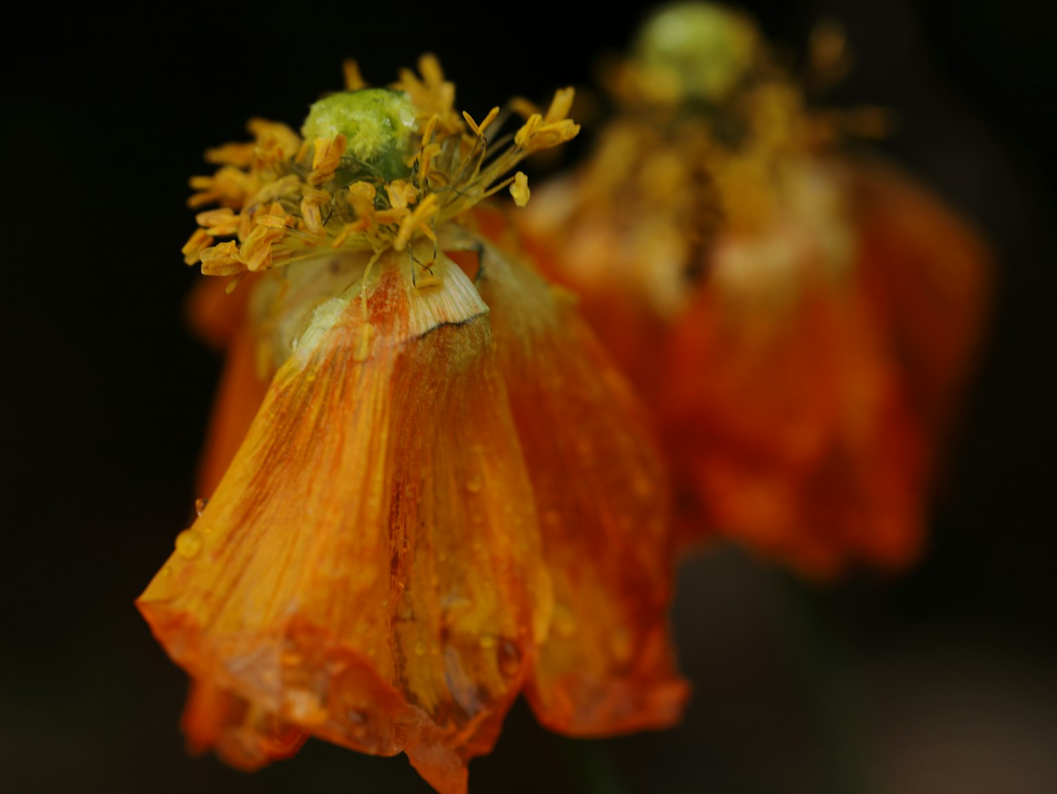 Dos flores naranjas con pétalos delicados sobre un fondo oscuro