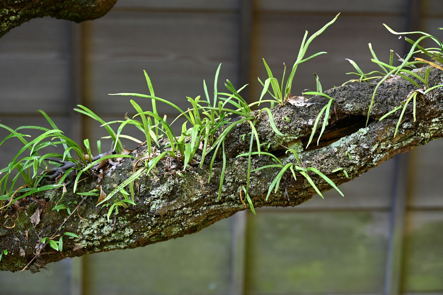 Herbe verte et mousse poussant sur une branche d'arbre
