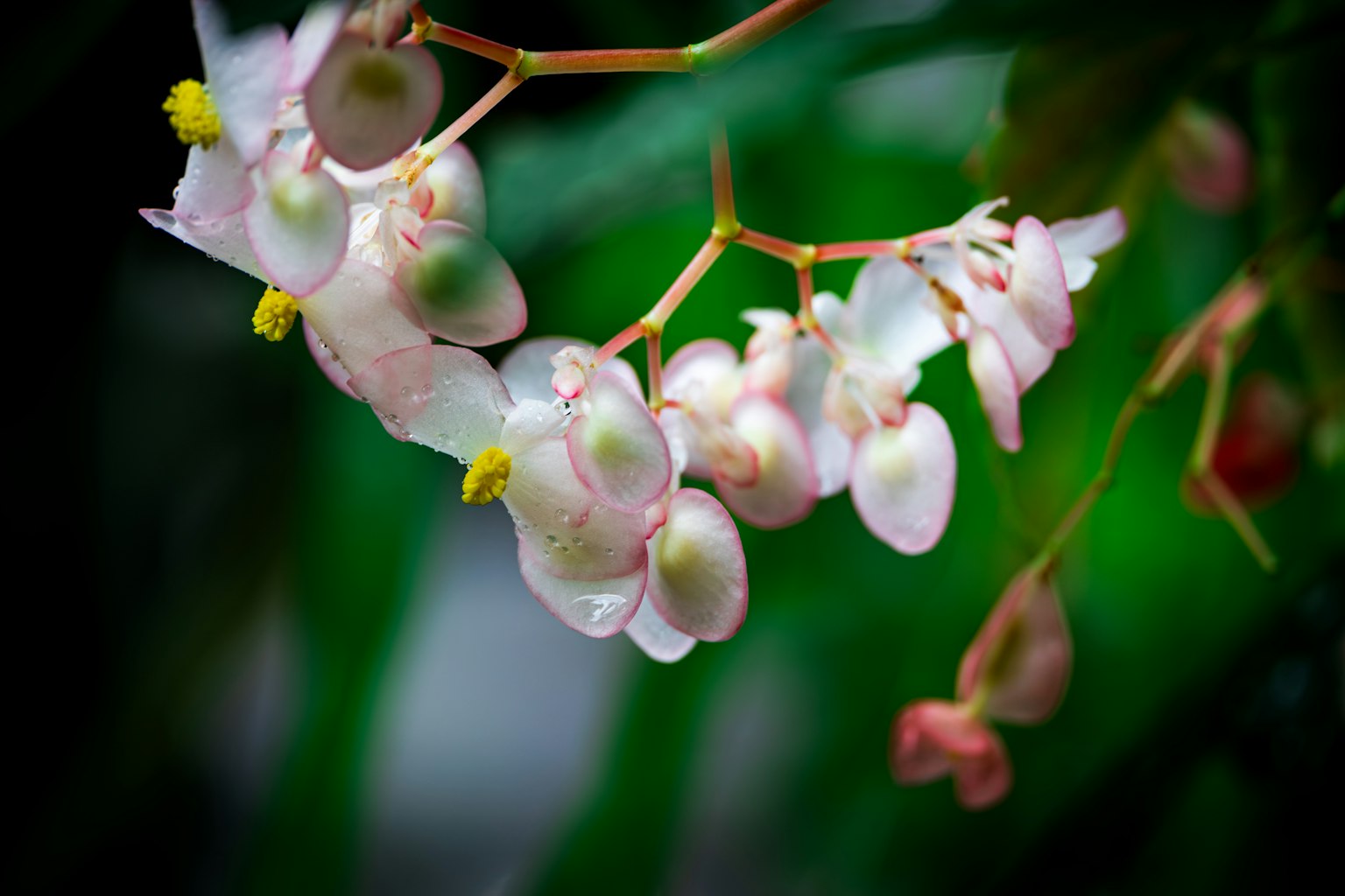 Primo piano di una pianta con delicate fiori rosa e foglie verdi