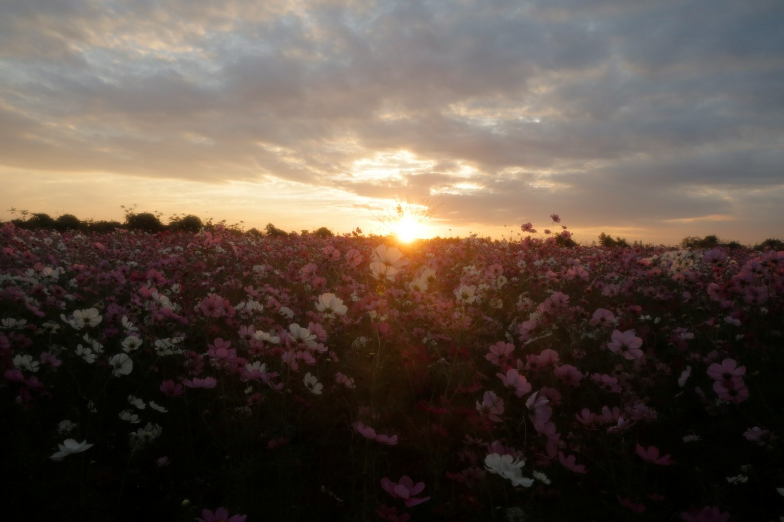 夕日が沈む中の色とりどりの花畑