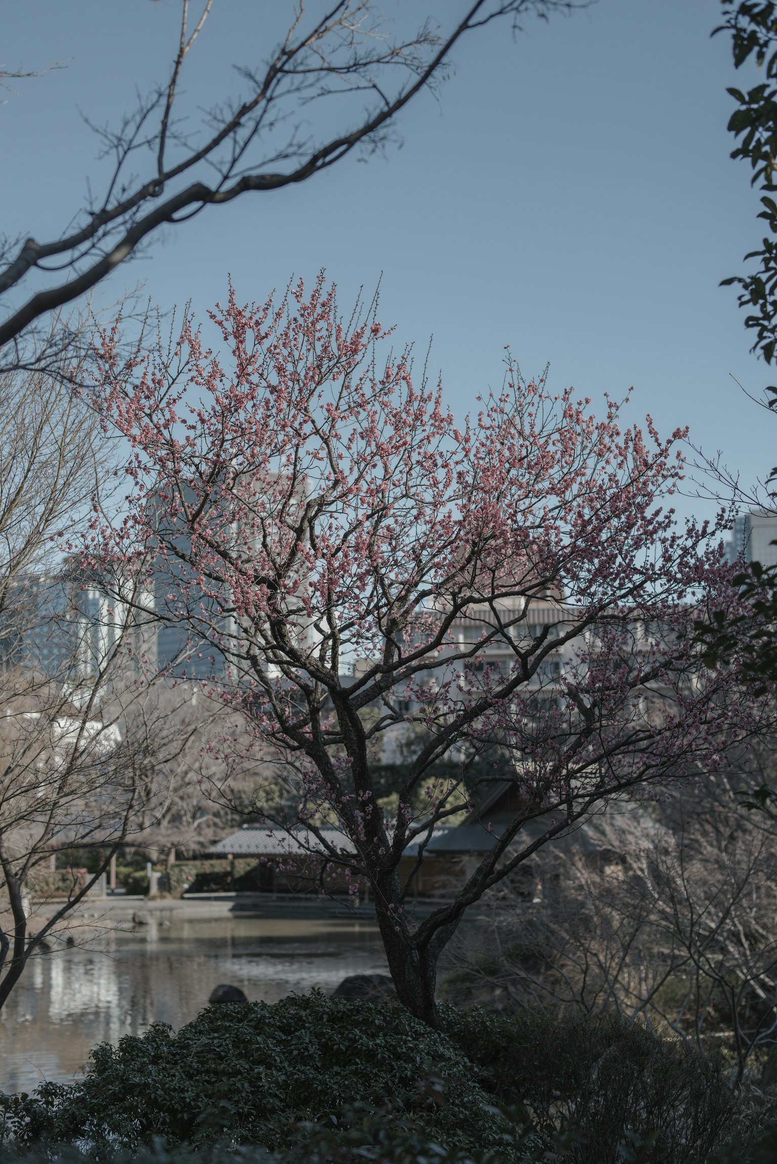 樱花树与城市天际线背景和宁静的水面