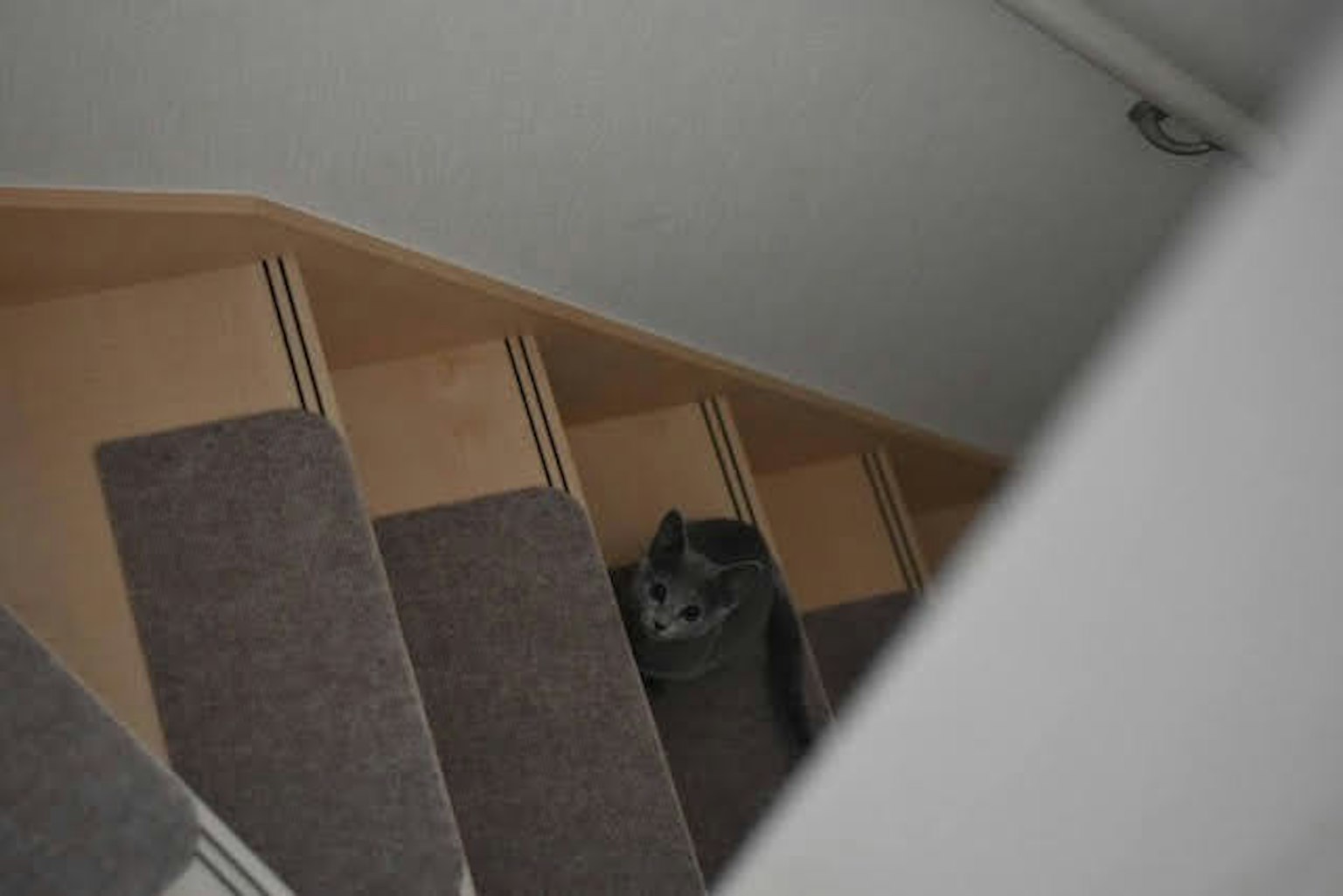 Escalier avec espace de rangement et un chat gris