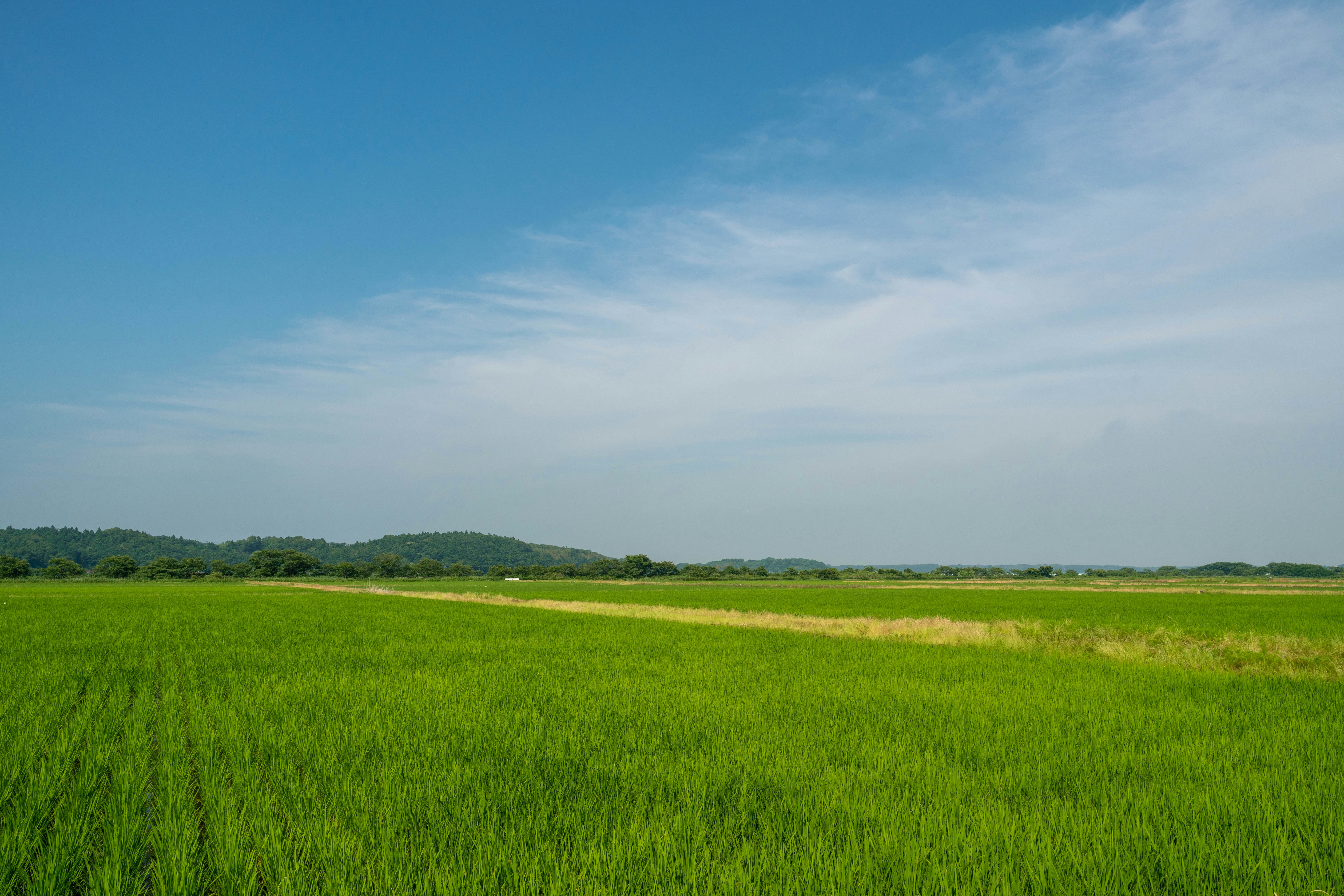 広がる緑の田んぼと畑の風景
