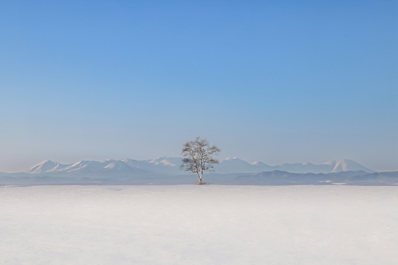 A solitary tree in the center of a snow-covered plain with a blue sky and snow-capped mountains in the background