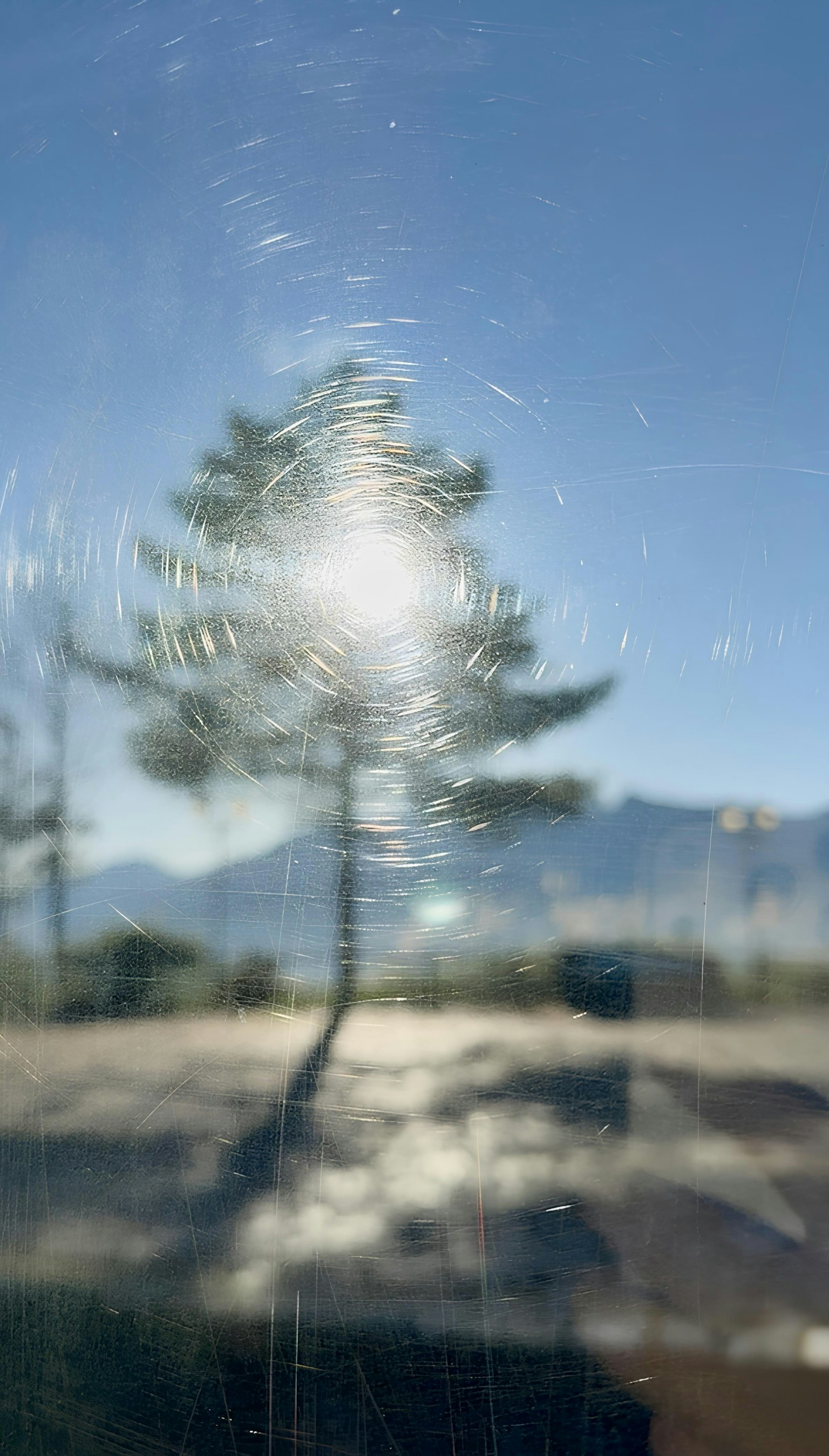 Árbol borroso con reflejo de luz solar en el fondo