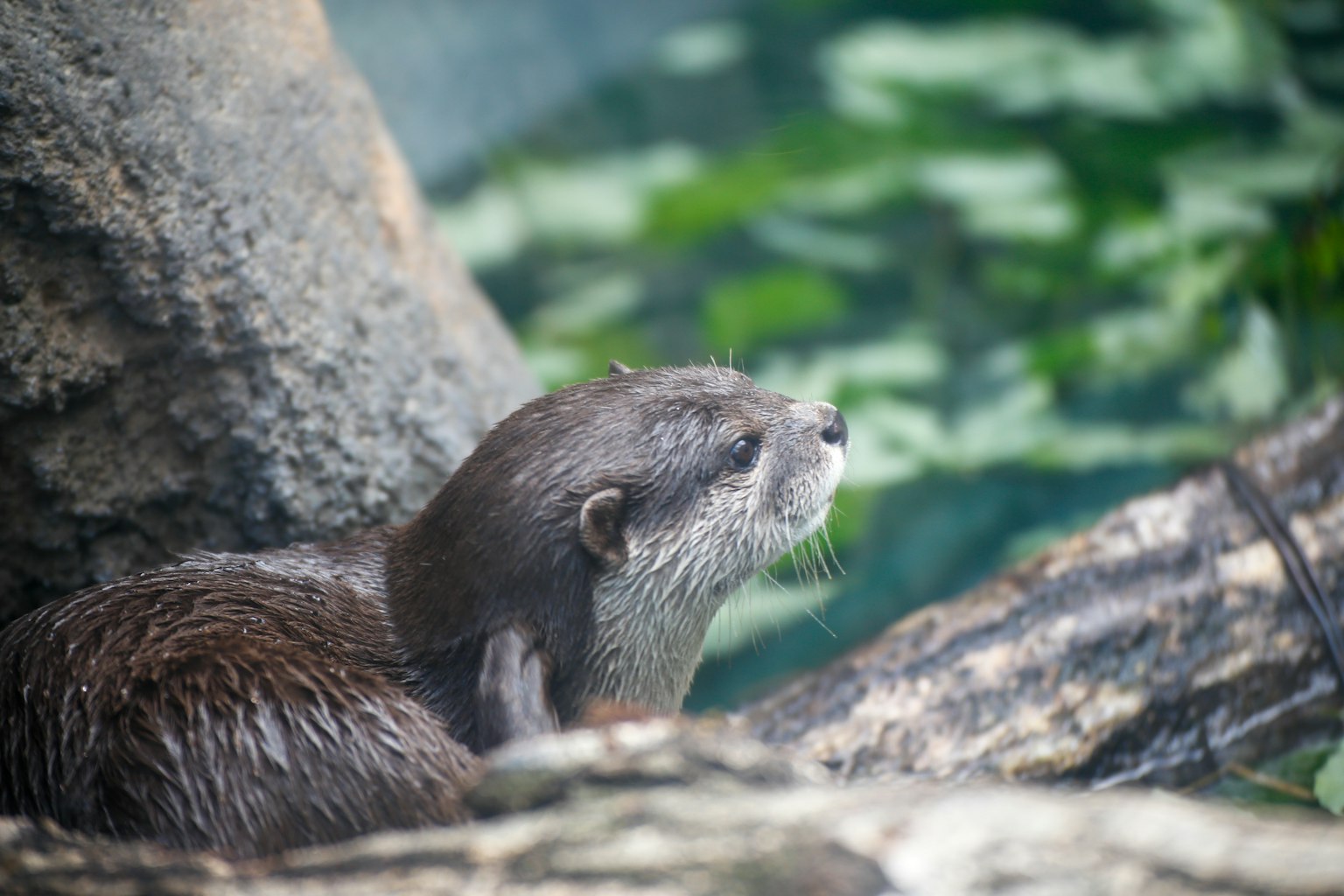 An otter sitting on a log near water surrounded by greenery