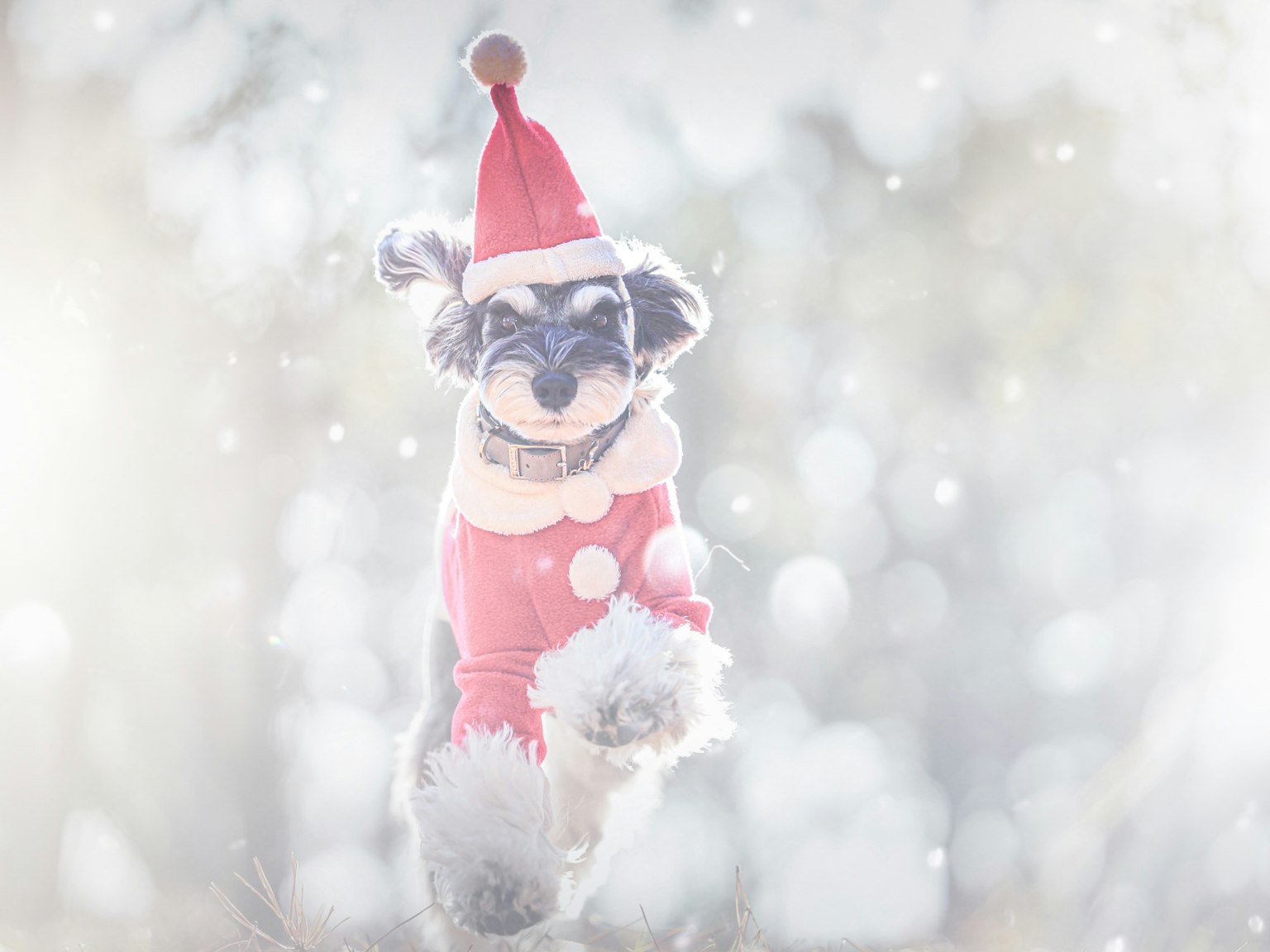 Hund mit einem Weihnachtsmannhut, der im Schnee springt